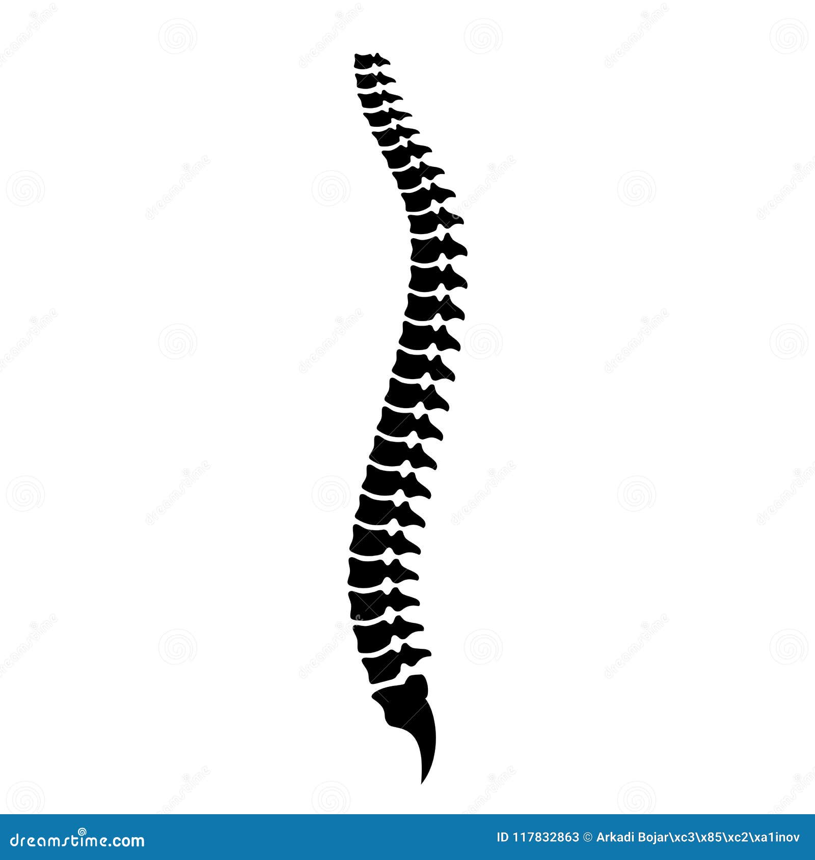spine cord  icon