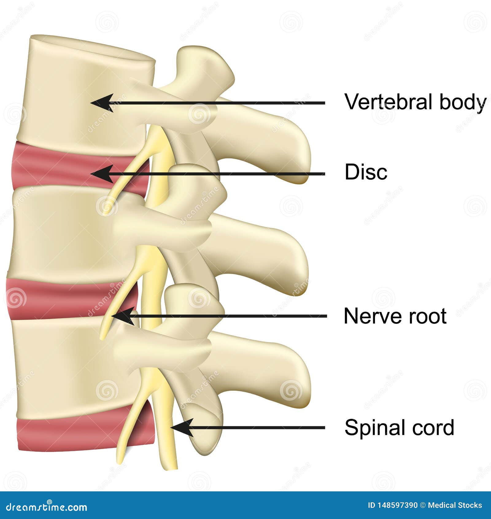 Intervertebral Disc Anatomy Biology Diagrams