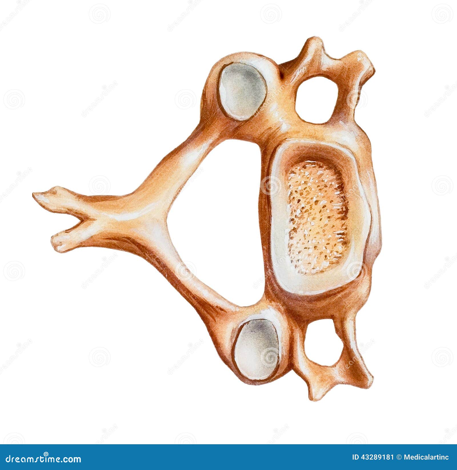 spine - fourth cervical vertebra