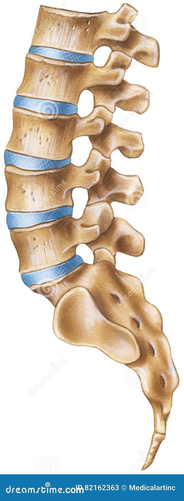 spine - lumbar region