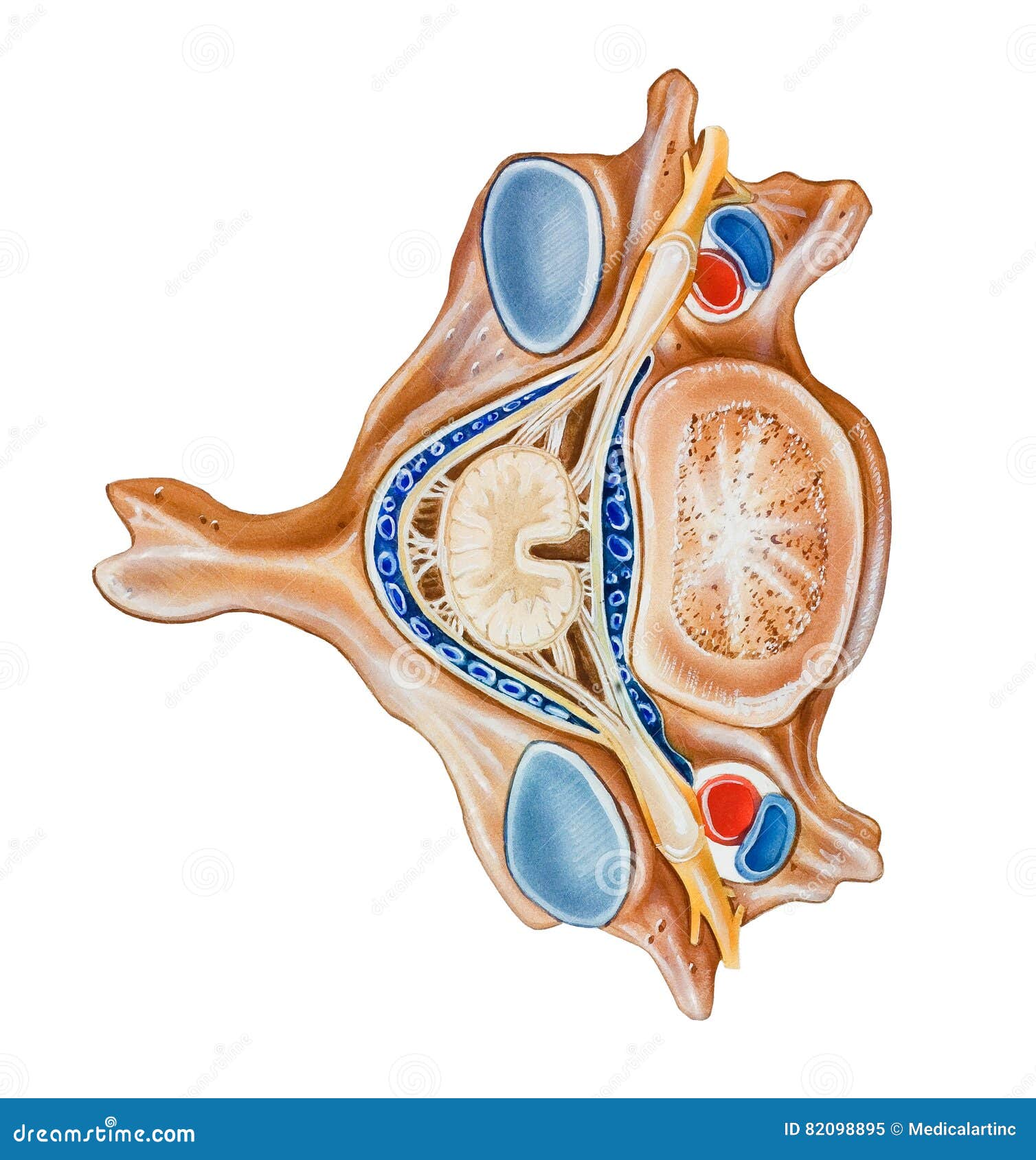 vertebral artery