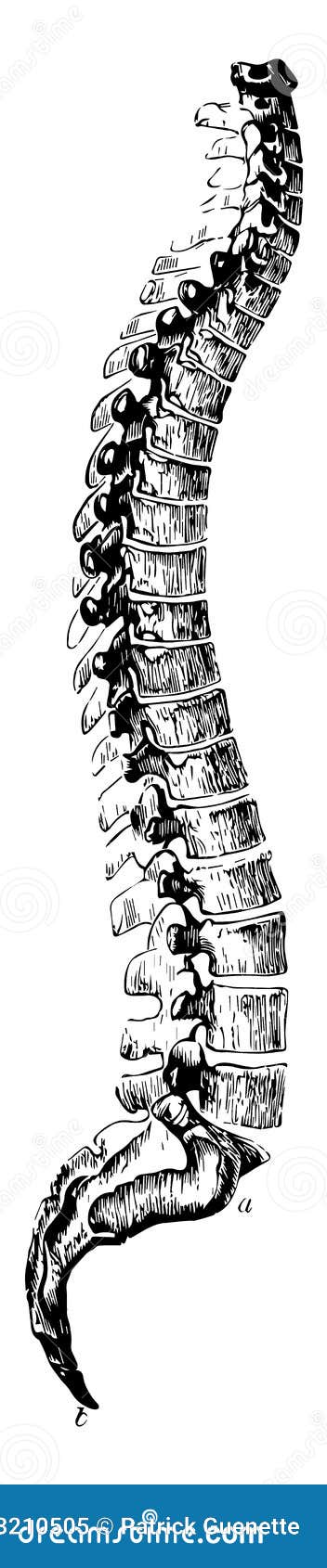 The Human Spine Drawn By Lines On White Background Stock Illustration   Download Image Now  iStock