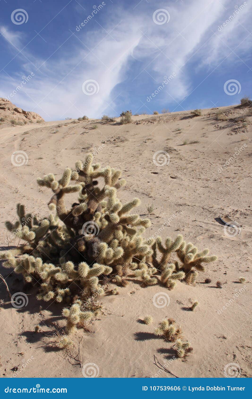 cholla cactus near el golfo de santa clara, sonora, mexico