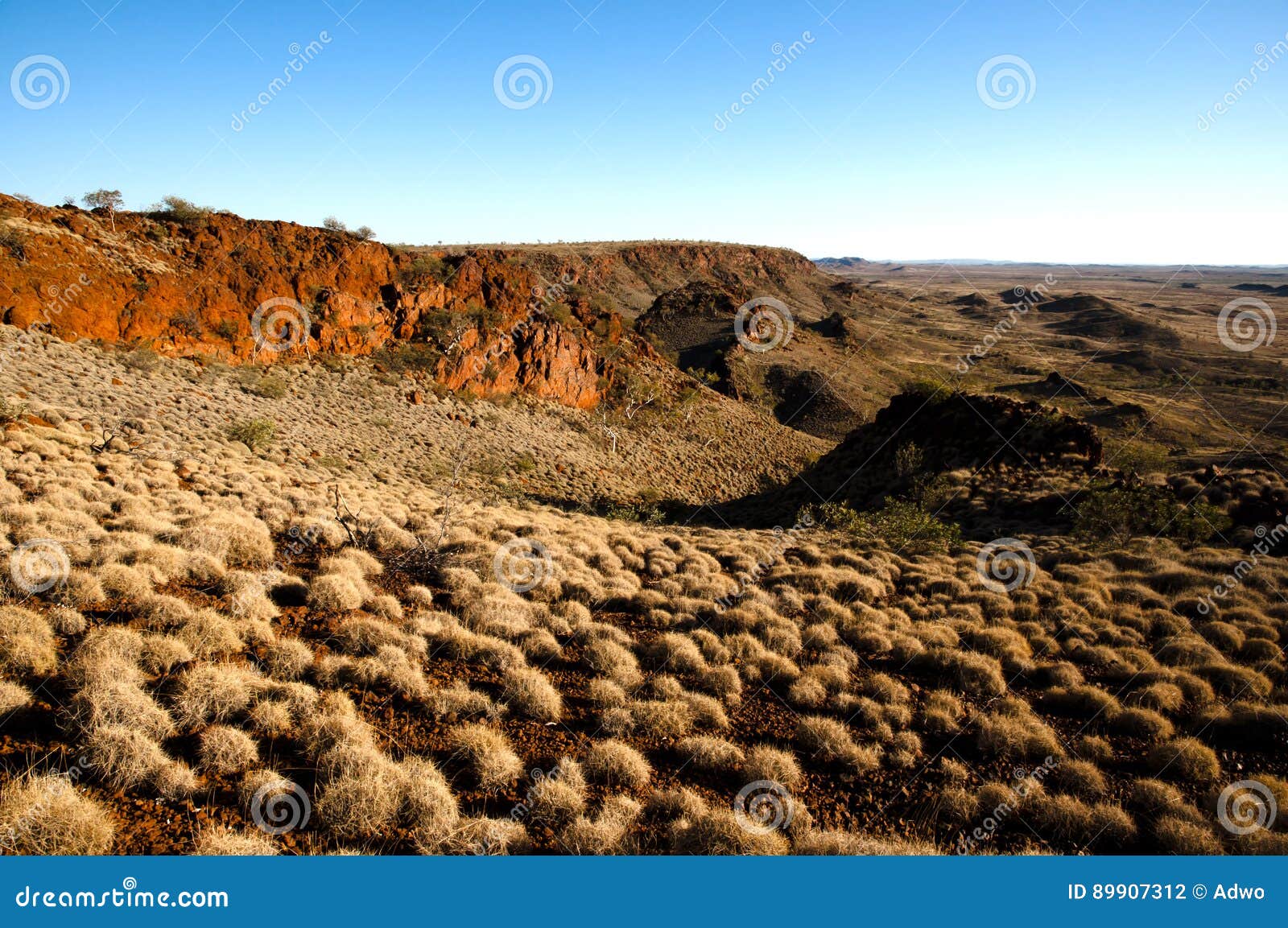 Spinifex Plants Outback Australia Stock Photo Image of native, plant 89907312