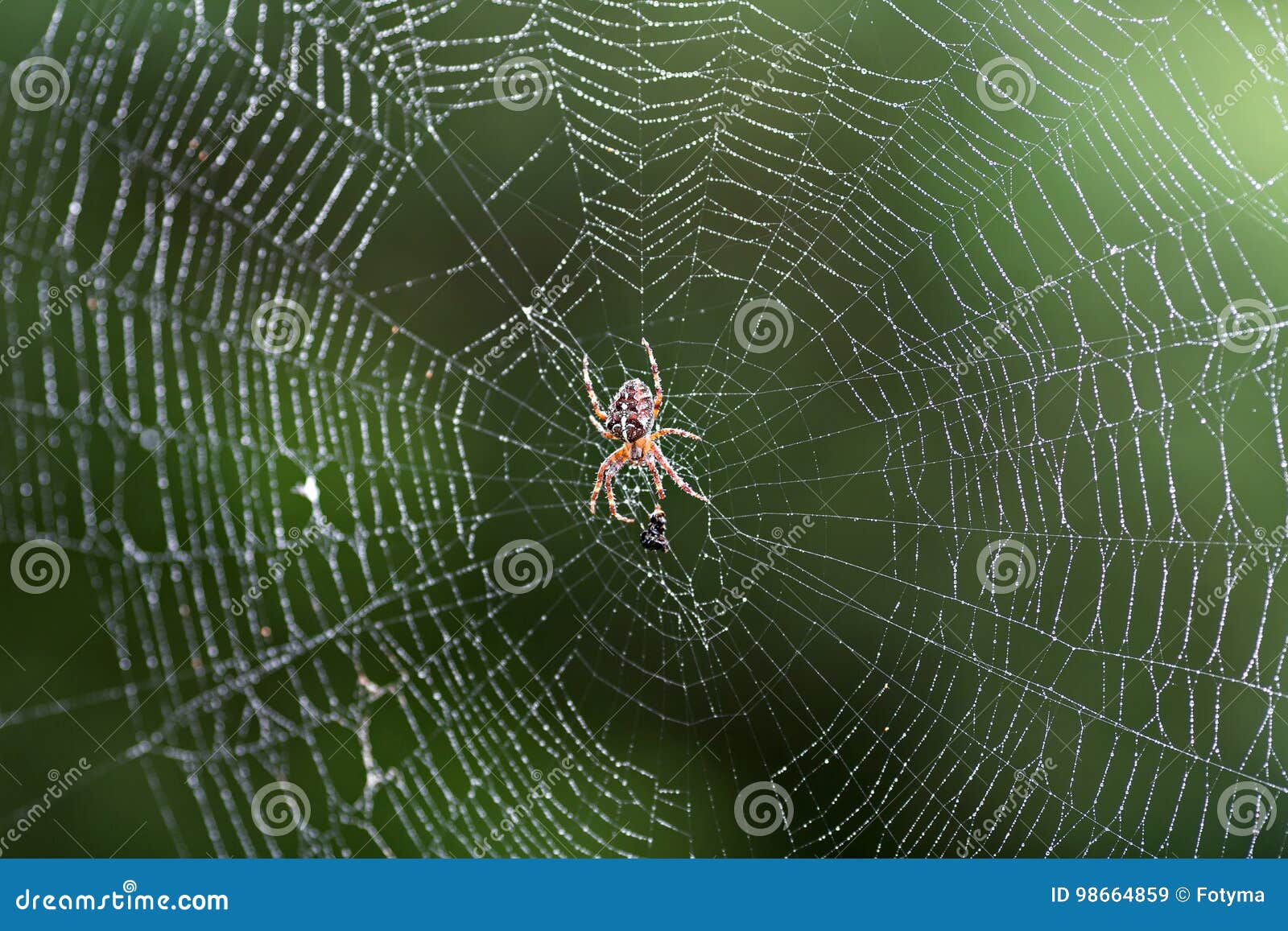 Spinne auf Netz stockbild. Bild von tropfen, spinne, herbst - 98664859