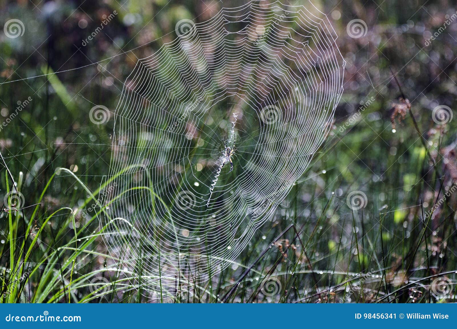 Gelbe Spinne Im Garten