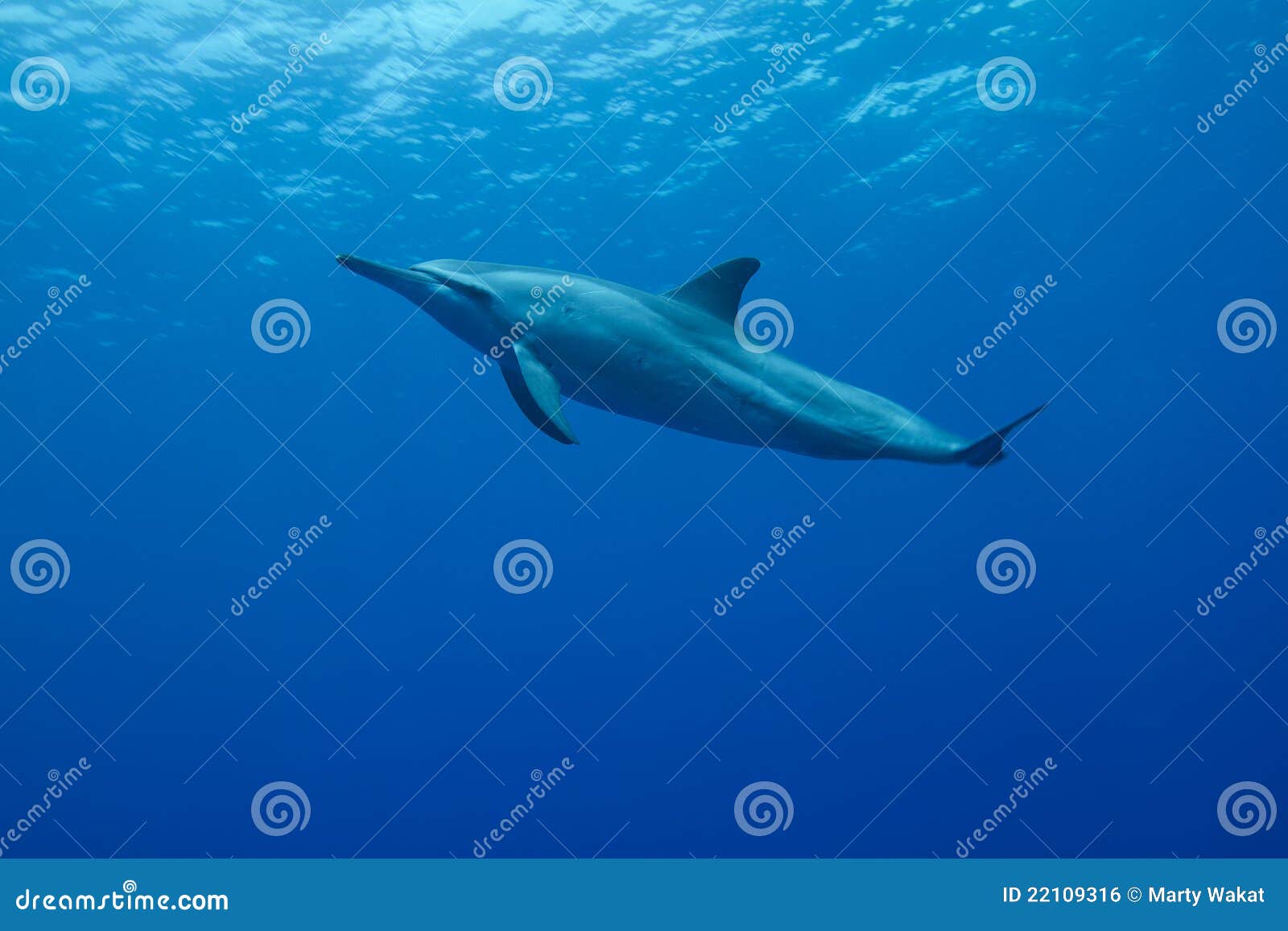 spinner dolphin spinner dolphin