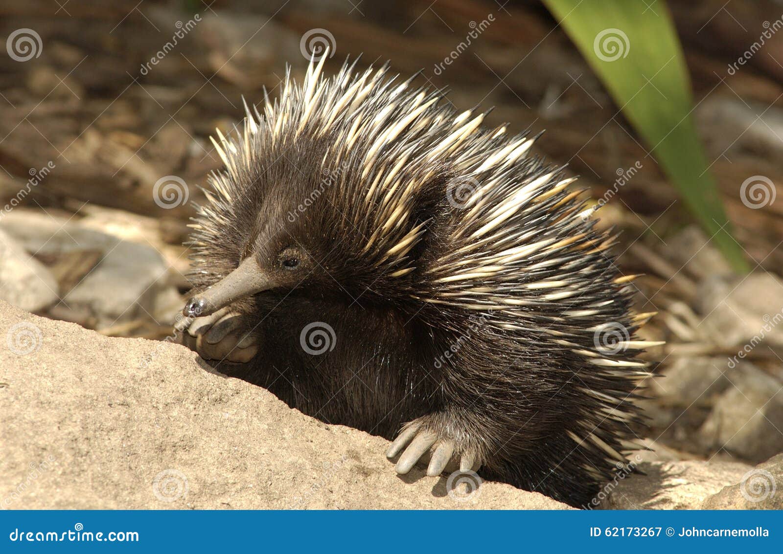 Spiny anteater stock Image of echidna - 62173267