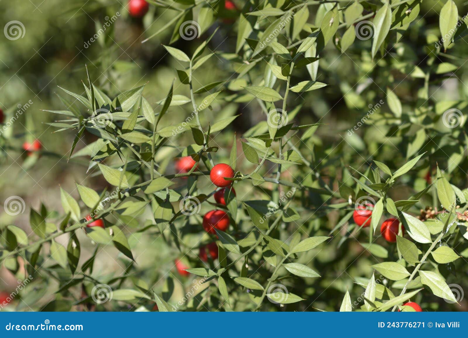 Spiny butchers broom stock image. Image of nature, spiny 243776271