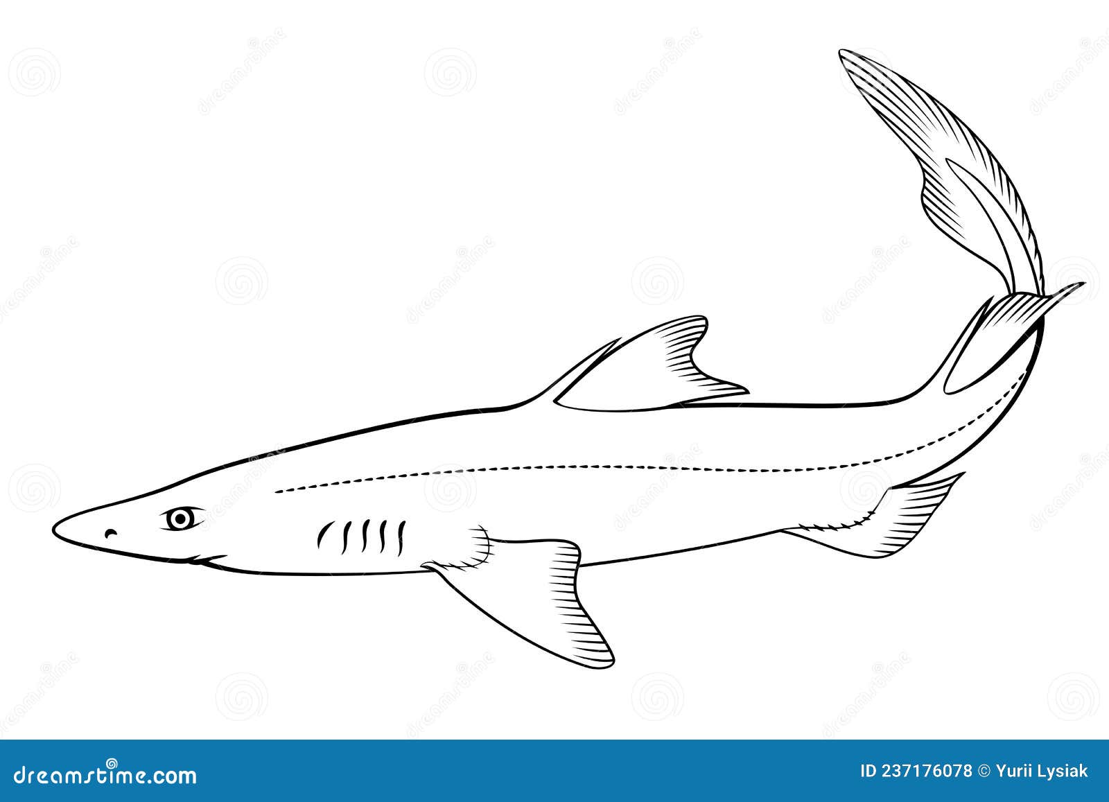 Spiny Dogfish (Spurdog). Vector Clipart Stock Vector Illustration of