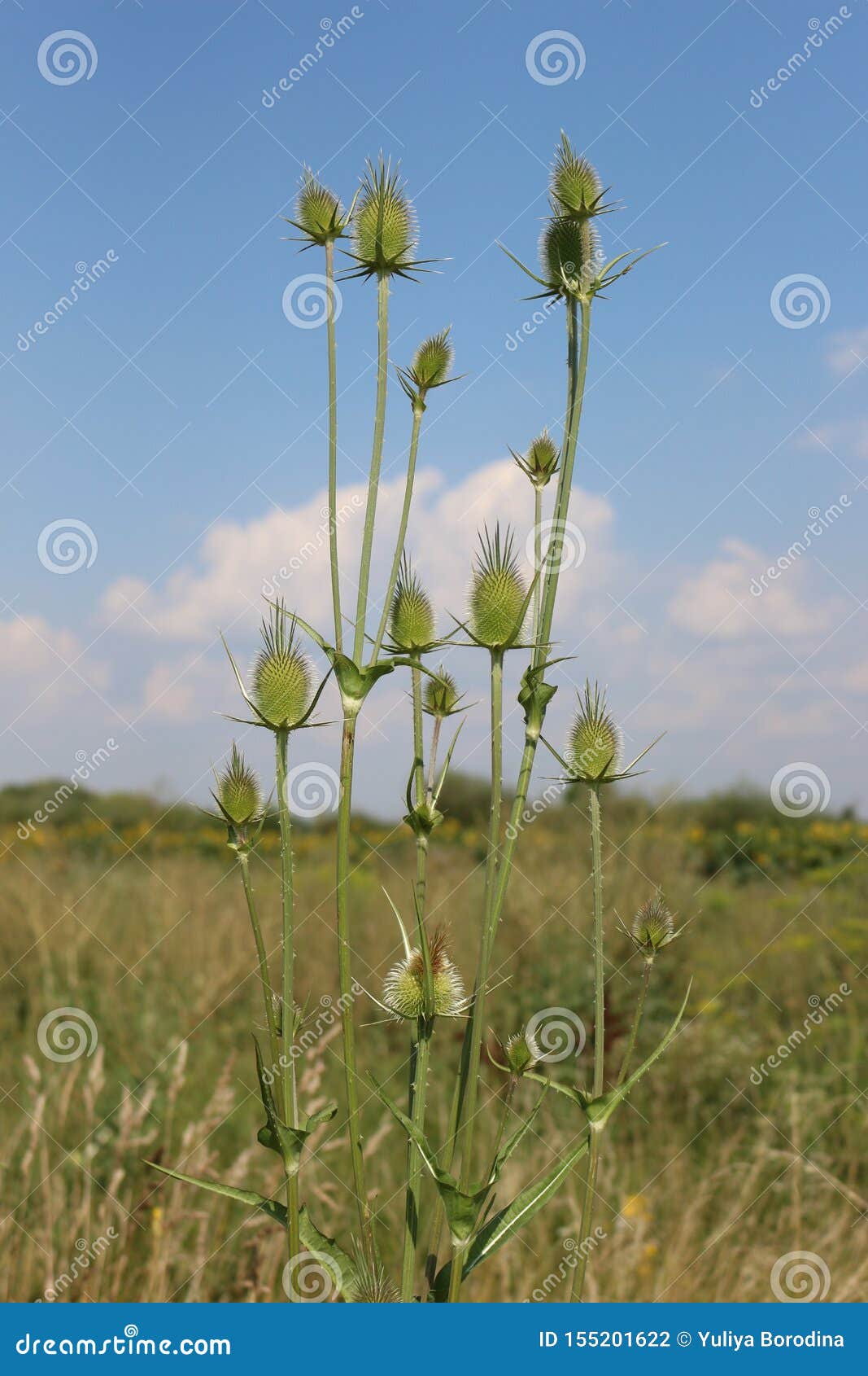 Spiny Flowers Grow in the Meadow Stock Photo Image of summer, yellow