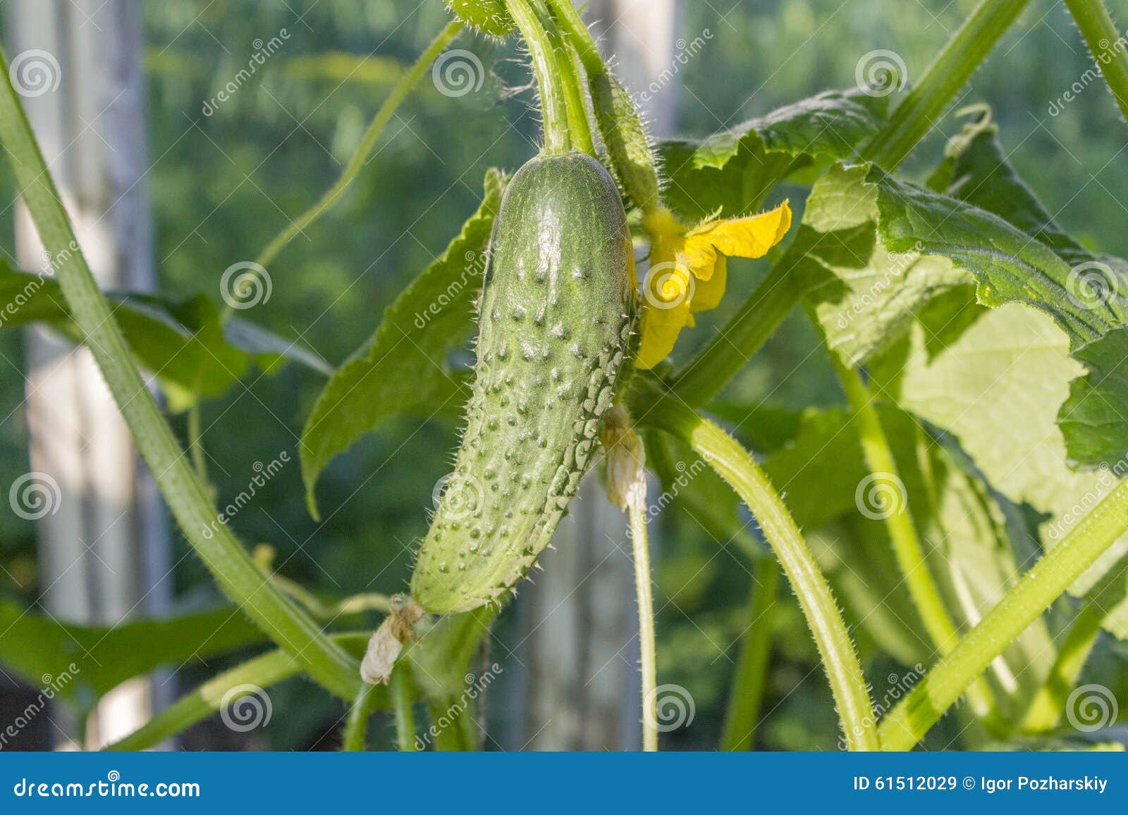 A Spiny Green Plant Of A Butcher`s Broom Lat. Ruscus Aculeatus. Stock