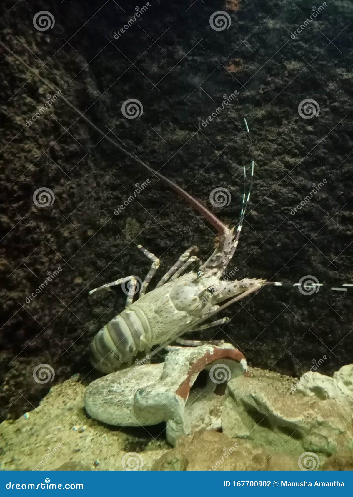 spiny lobster also known as langustas