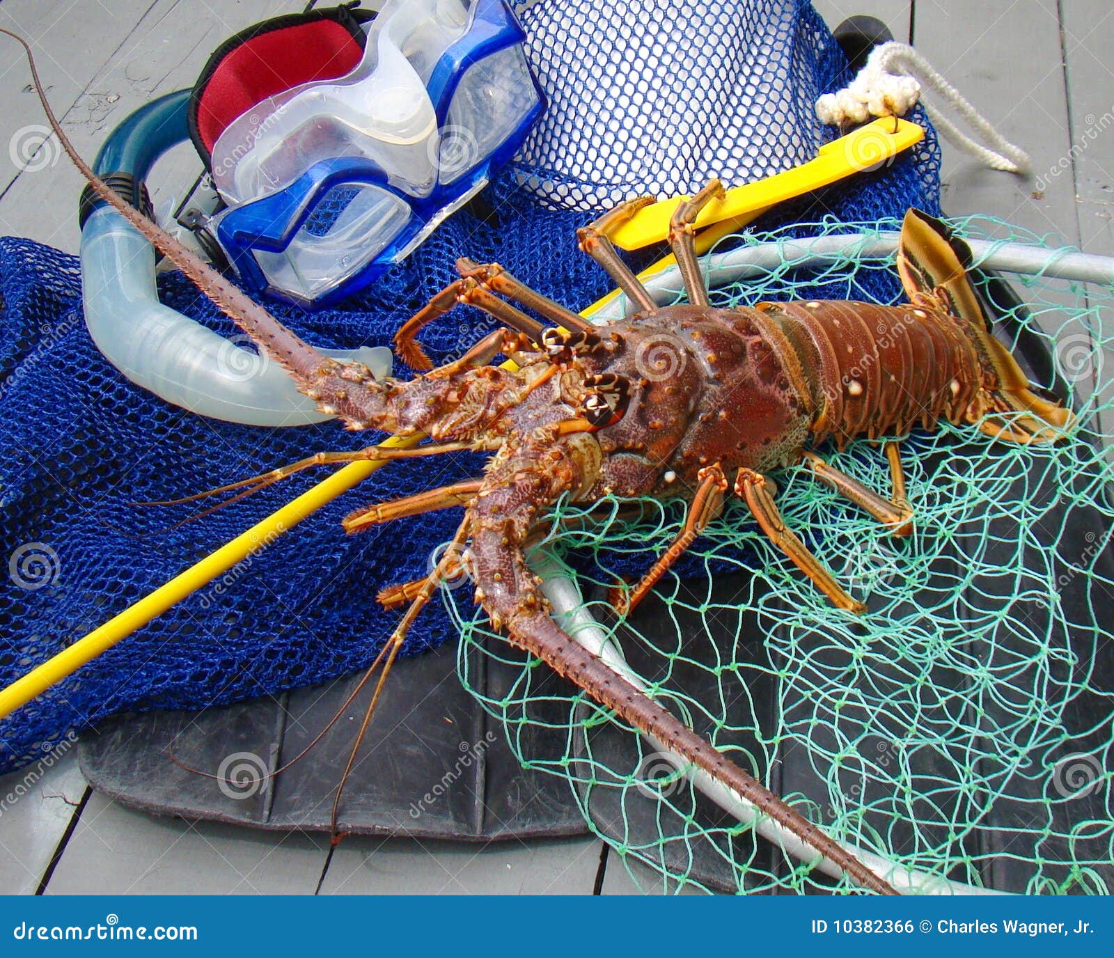 Spiny Lobster With Dive Gear Royalty Free Stock Image Image 10382366