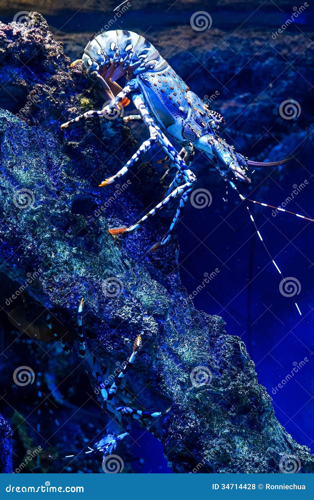 Spiny lobster stock photo. Image of tropical, lobster 34714428