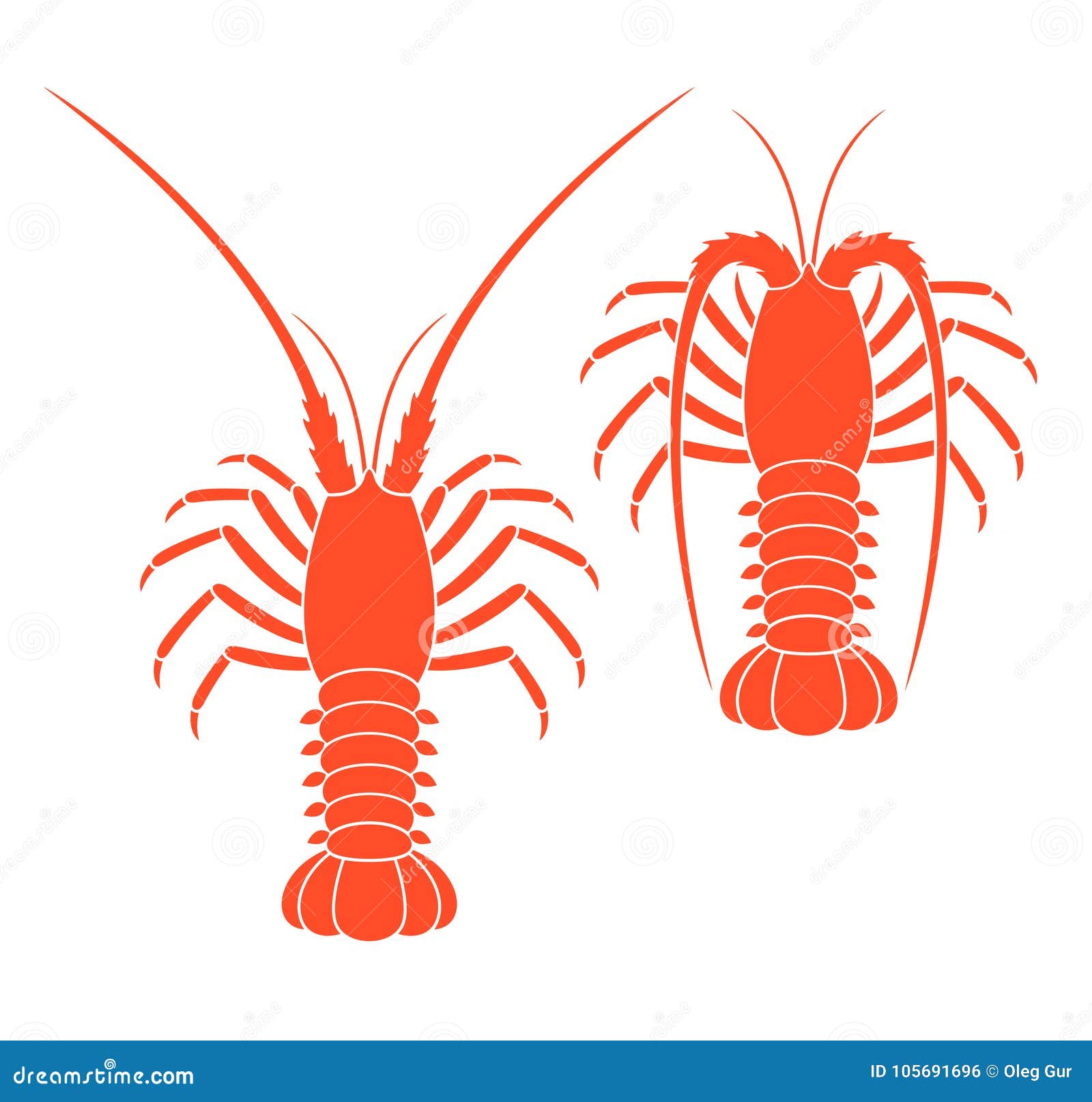 Spiny Lobster Vector Illustration In Cartoon Style Isolated On White