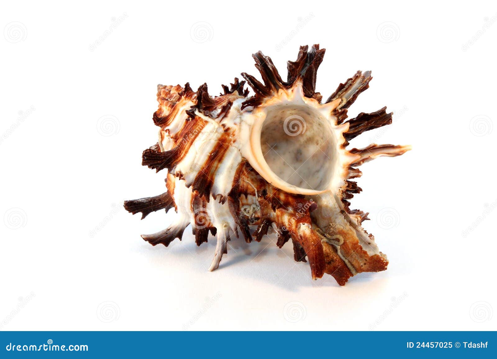 download murex snail purple download murex snail purple