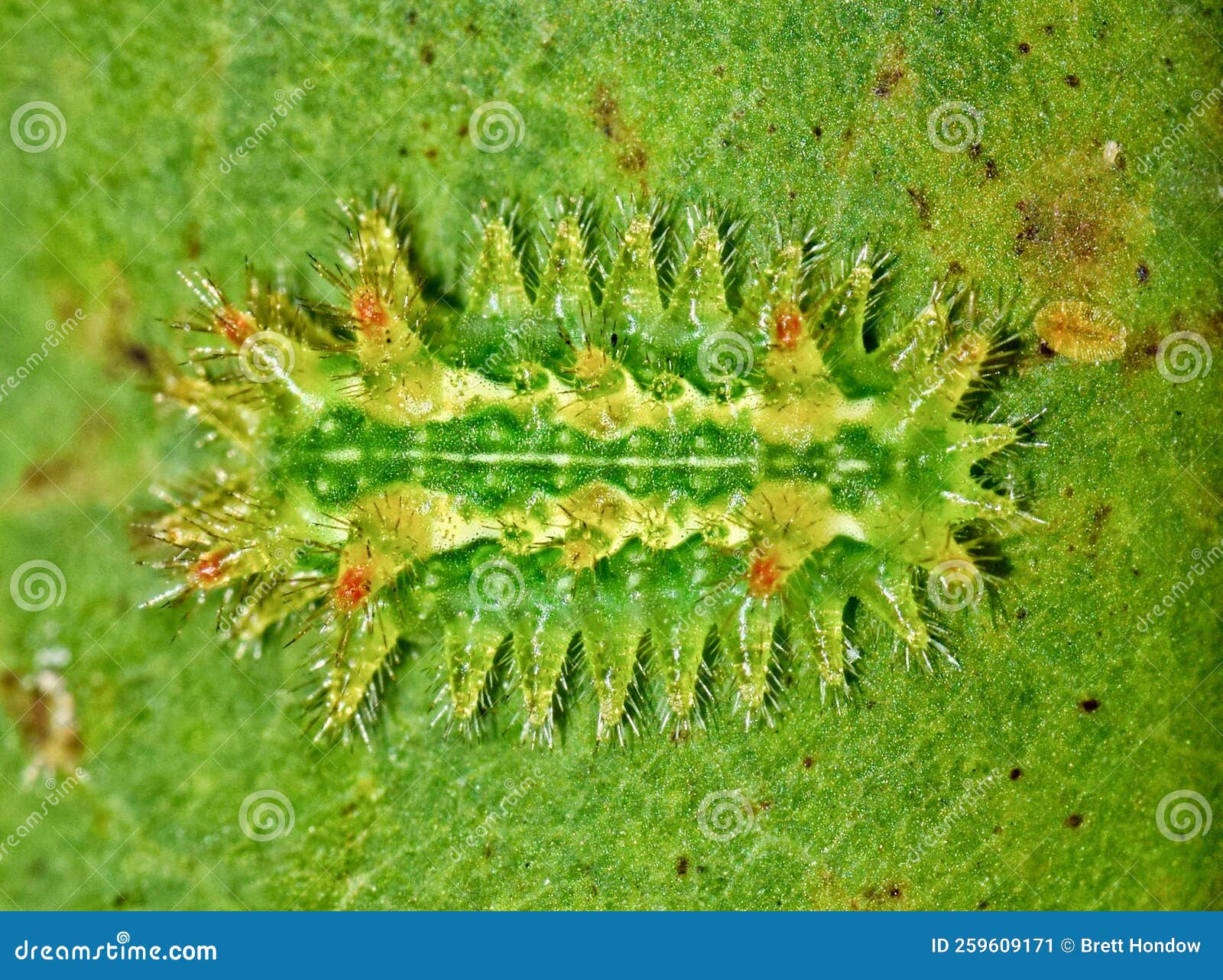 spiny oak slug caterpillar (euclea delphinii) on a diseased maple leaf in houston, tx