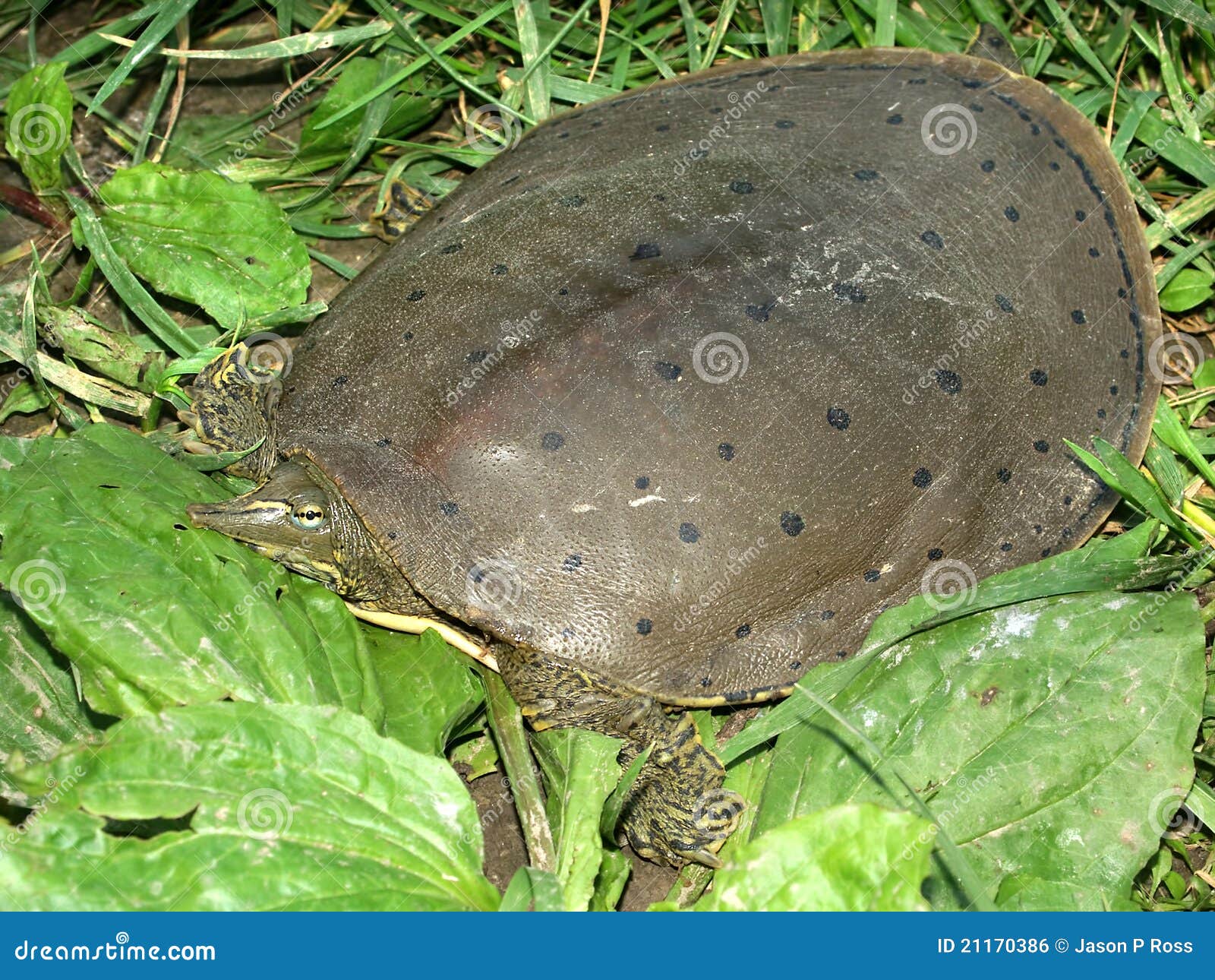 Spiny Softshell Turtle (Apalone Spinifera) Stock Photo - Image of fauna ...