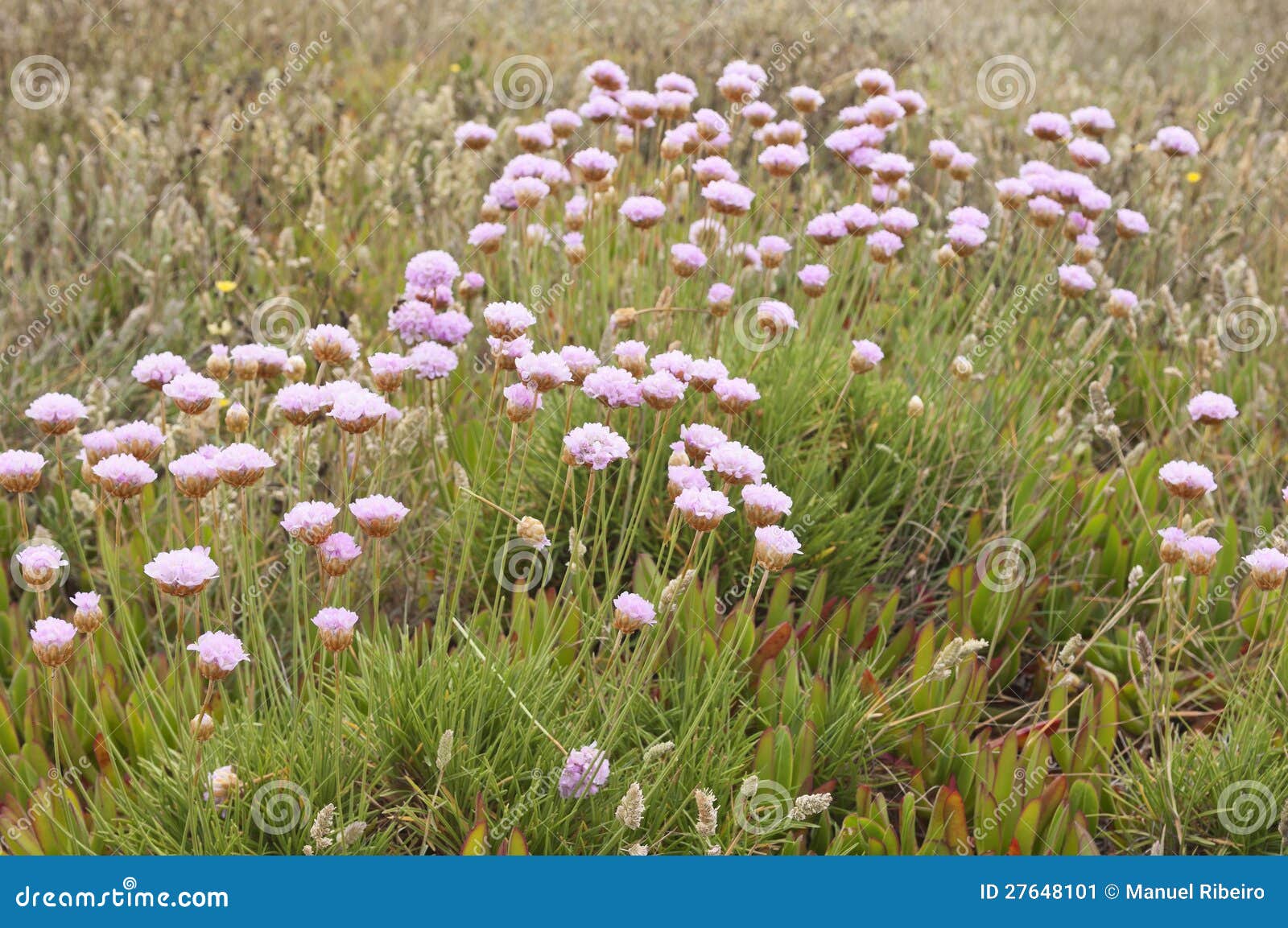 spiny thrift