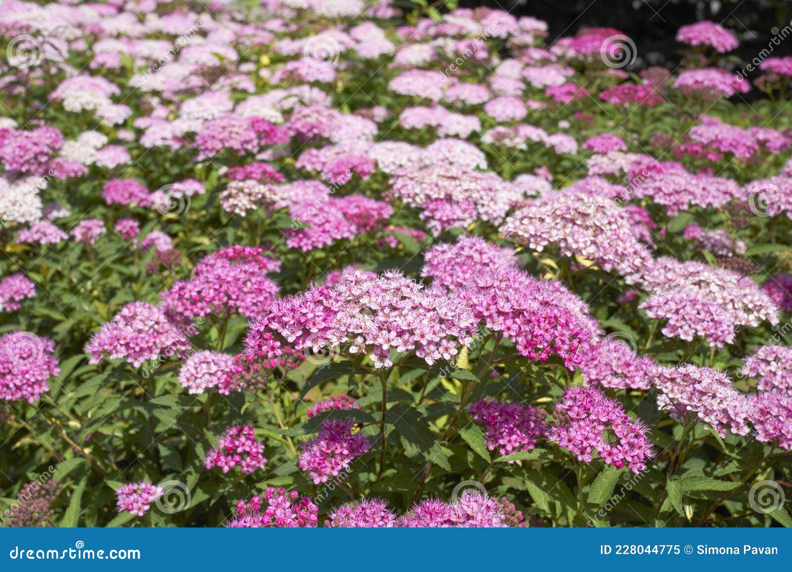 spiraea bumalda  shrub in bloom