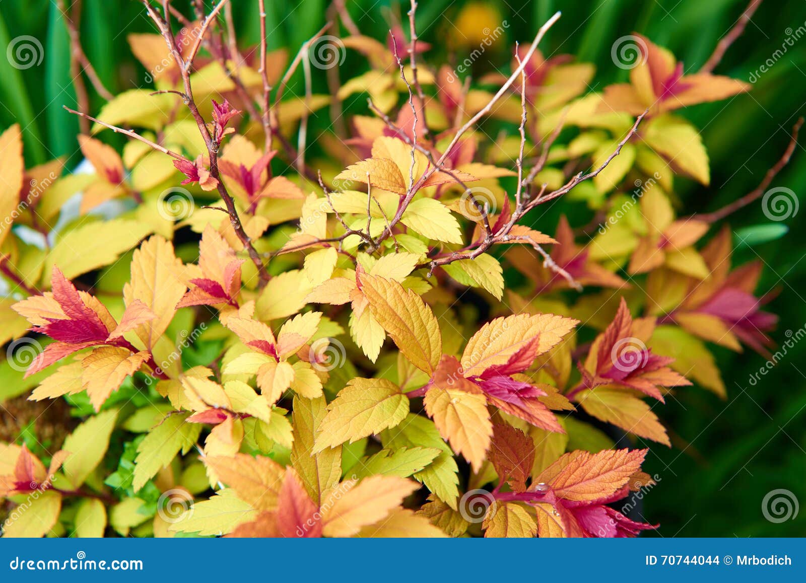 images Japonica Bush Photos dreamstime com