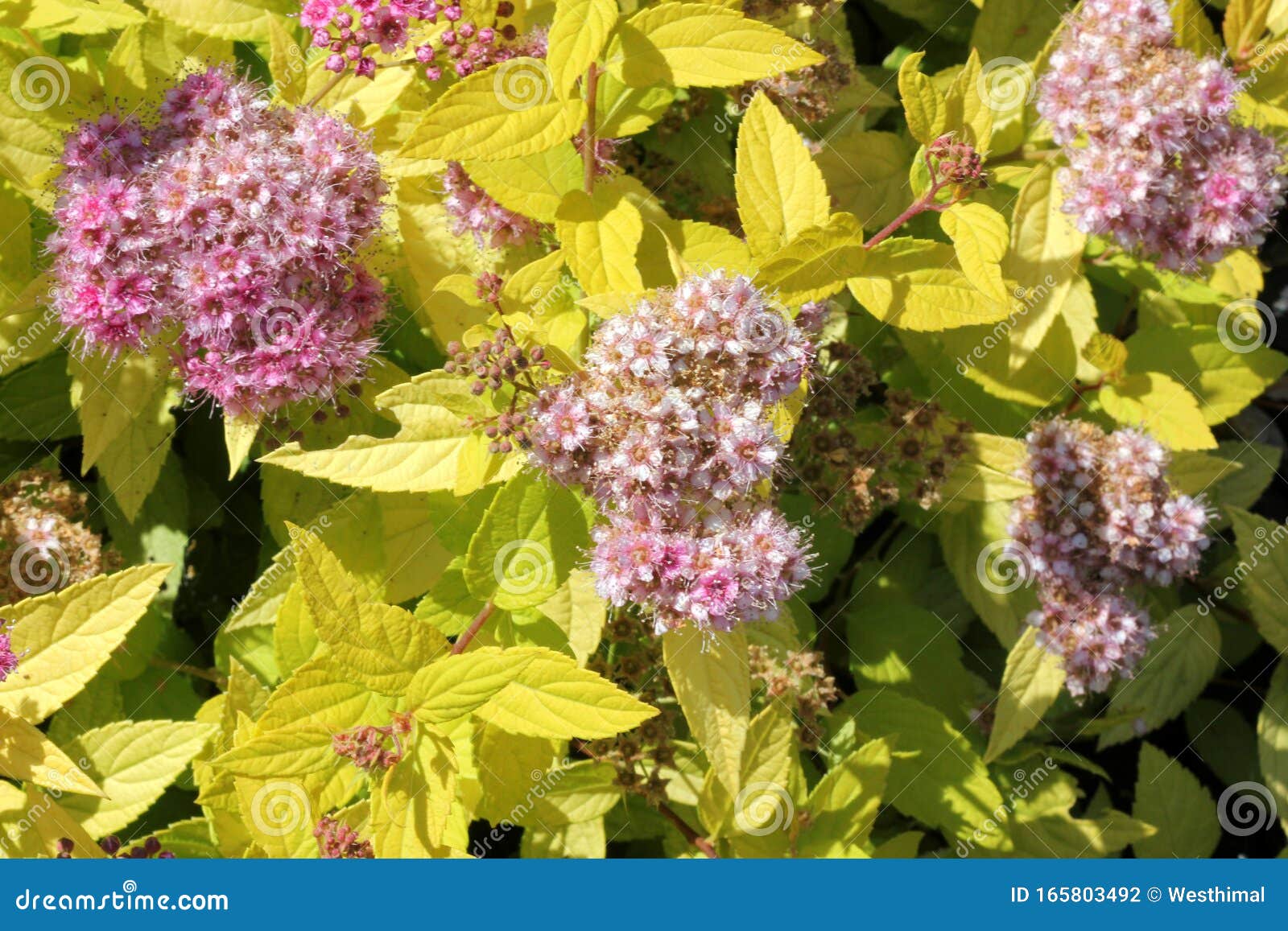 Spiraea Japonica Goldflame Goldflame Japanese Spirea Stock Photo Image Of Ovate Compact
