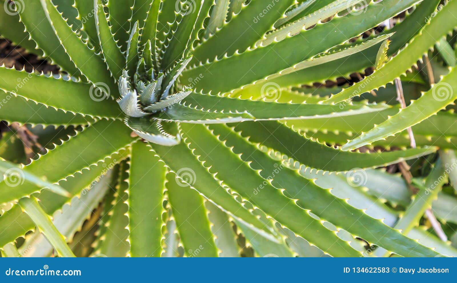 Agave At Kanapaha Botanical Gardens Stock Image Image Of Plant