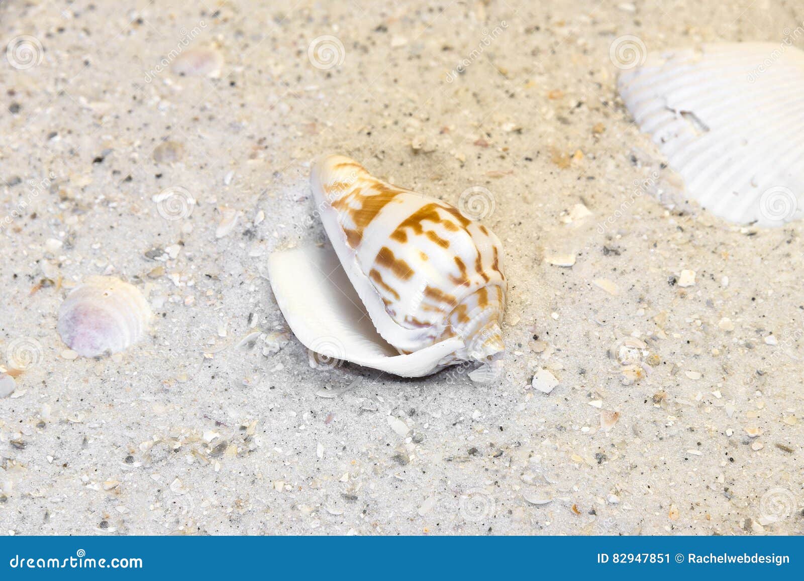 spiral and shells on warm beach vacation destination