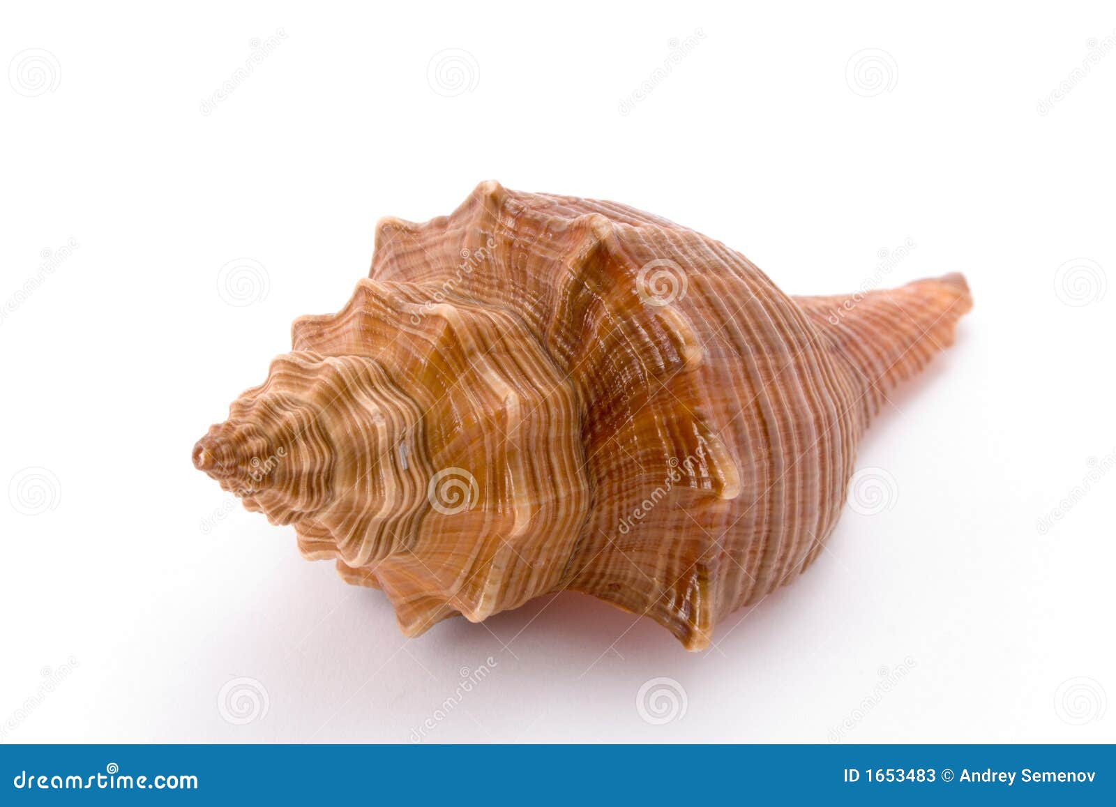 33+ Thousand Cockle Shell Royalty-Free Images, Stock Photos