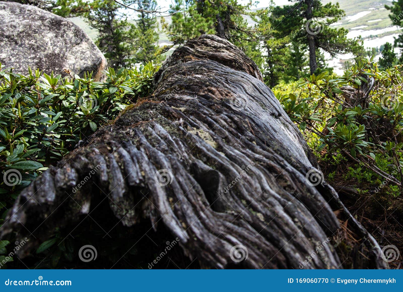 spiral trees spiral trees