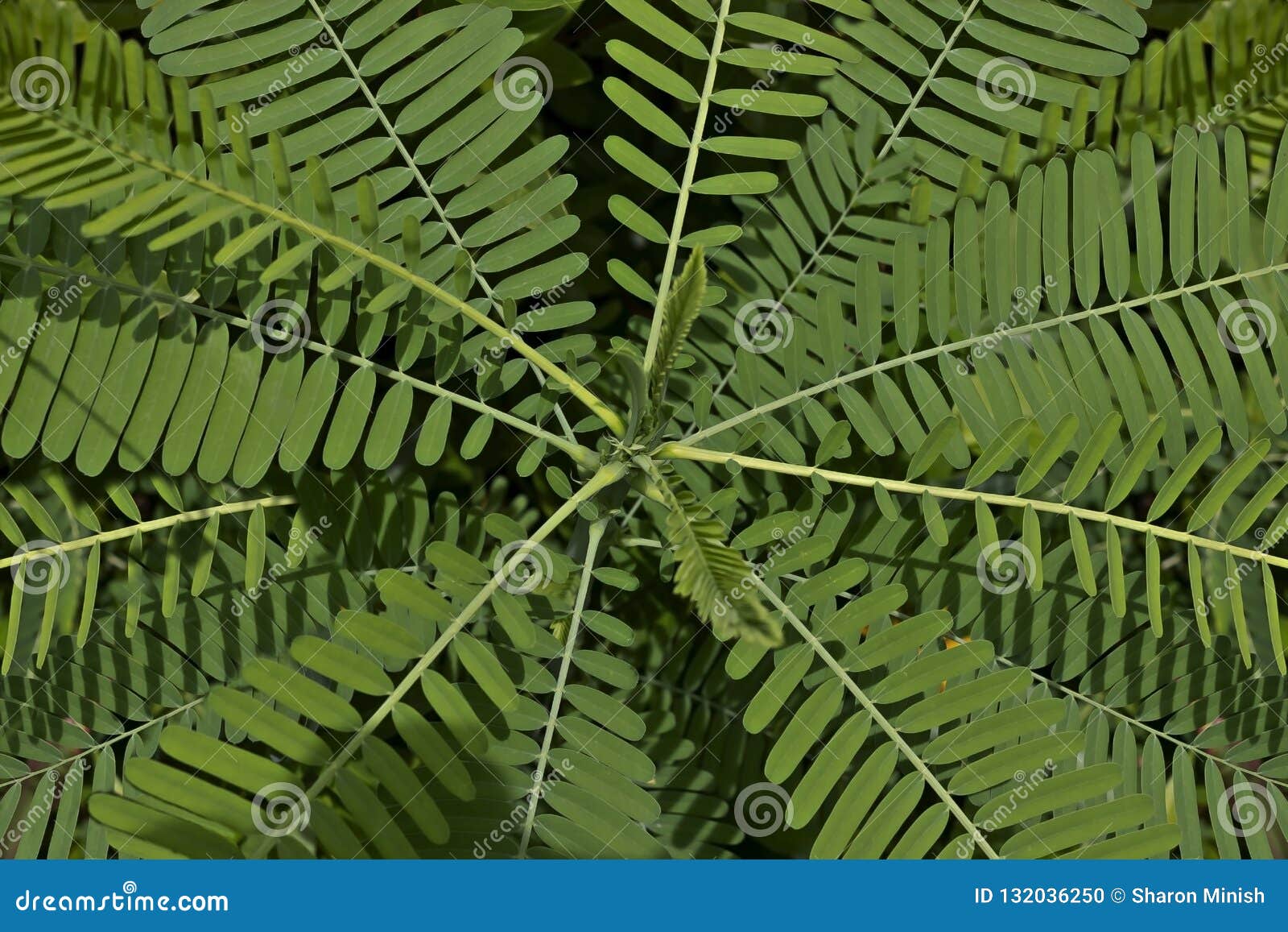 Spiral Leaf Background stock photo. Image of fresh, people 132036250