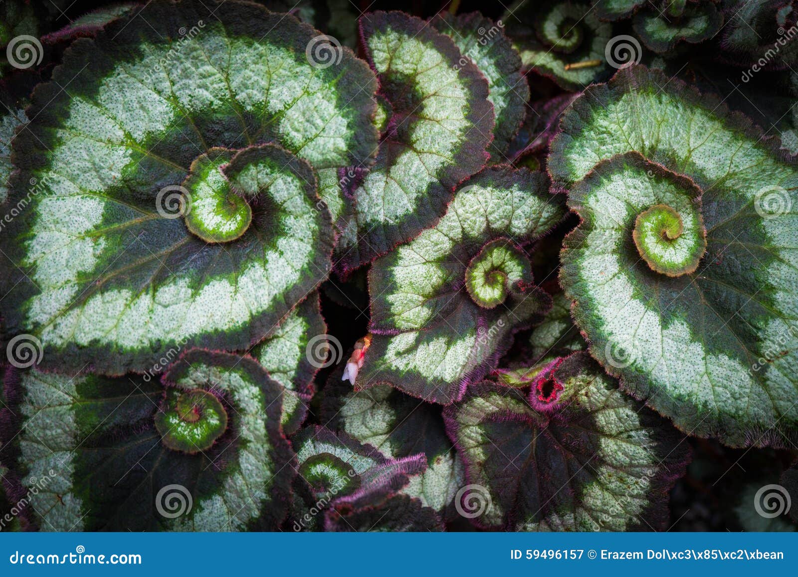 Spiral Leaves of the Begonia Plant Stock Image - Image of spiral, colors:  59496157