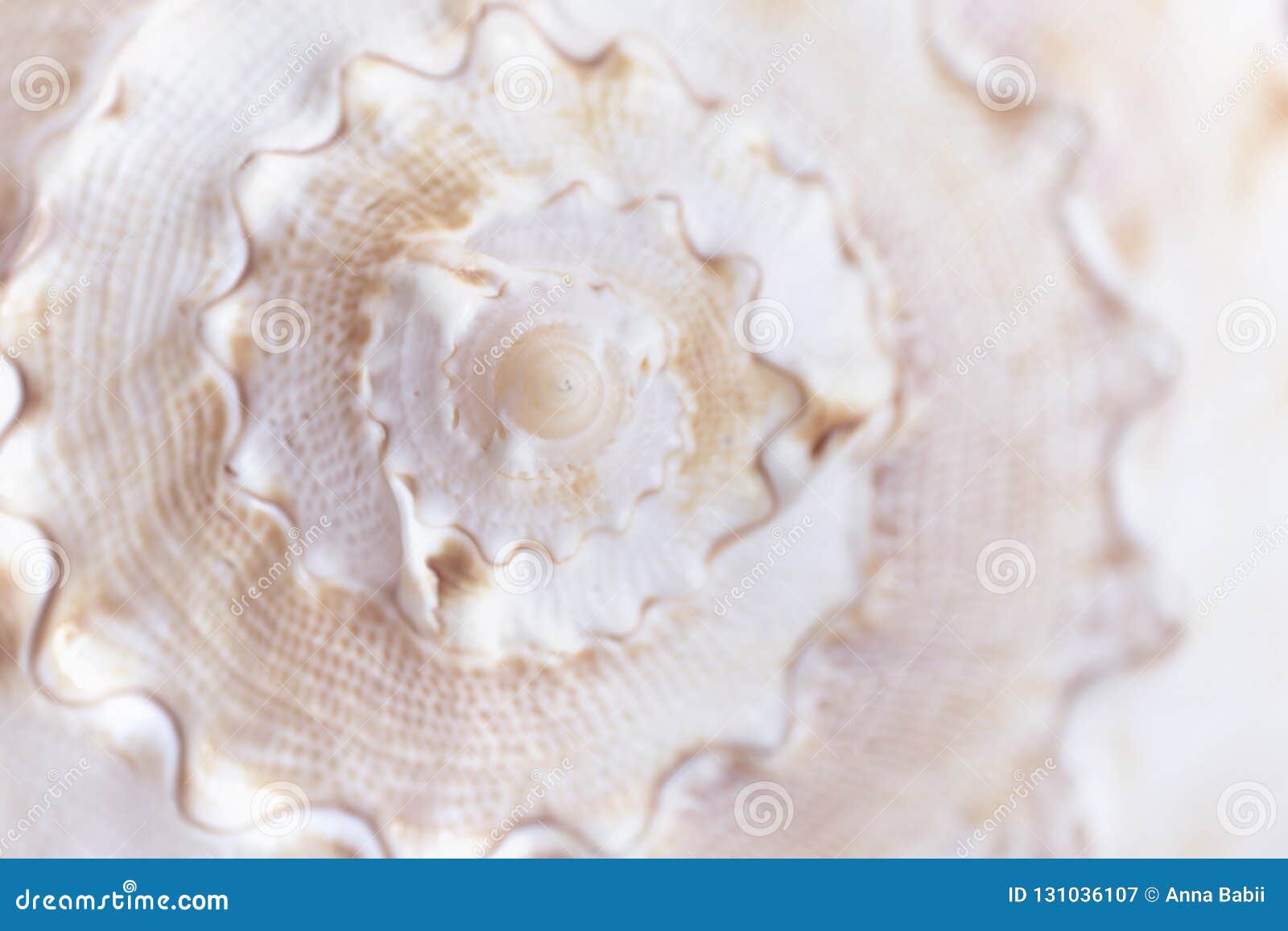 spiral macro seashell. blur close up shell background.