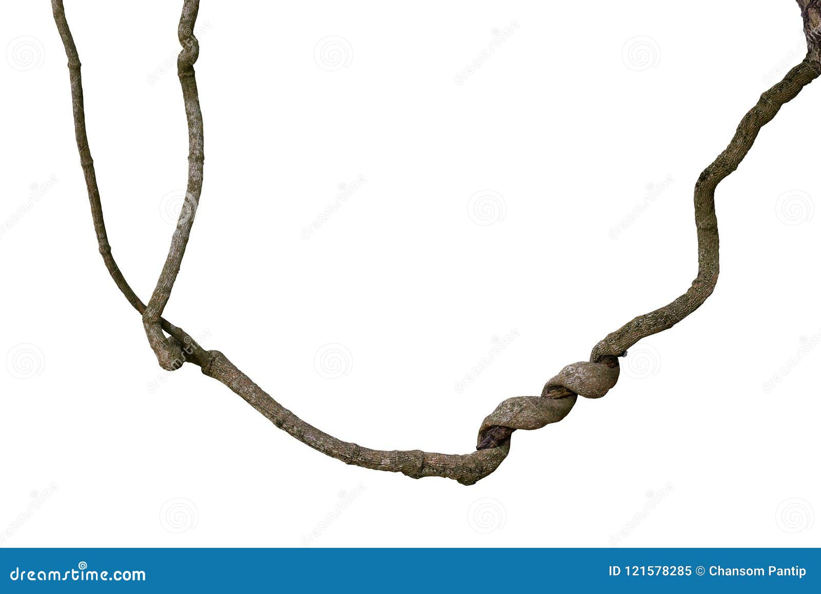 spiral twisted jungle tree branch, vine liana plant  on