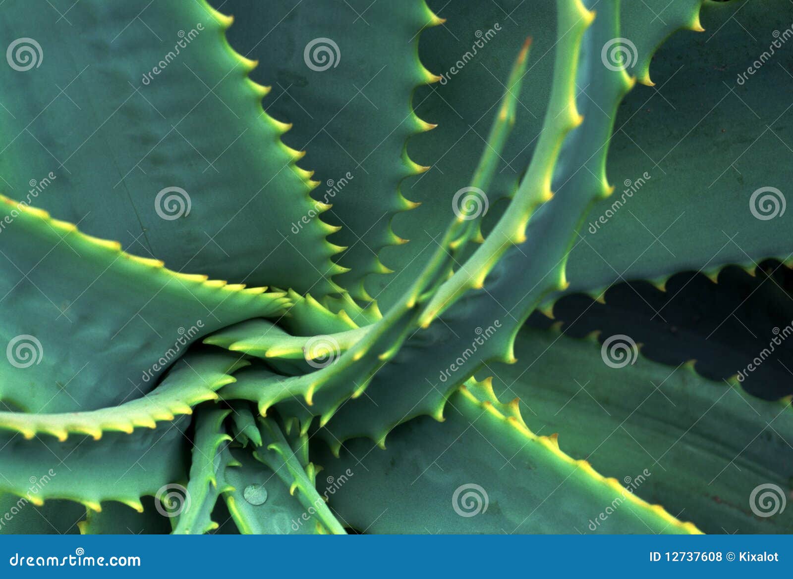 Spiraled And Spiked Aloe Vera Leaves Stock Photo Image Of Plants
