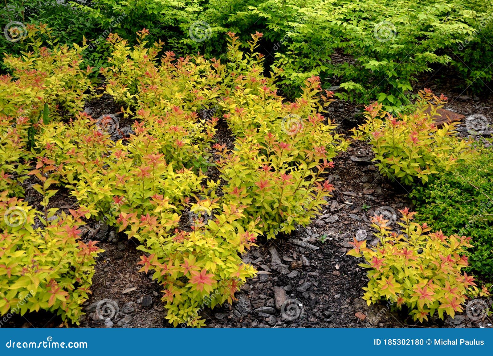 spirea bumalda golden flame a low, densely branched shrub. the young shoots and leaves yellow-orange, the n golden flame.  june