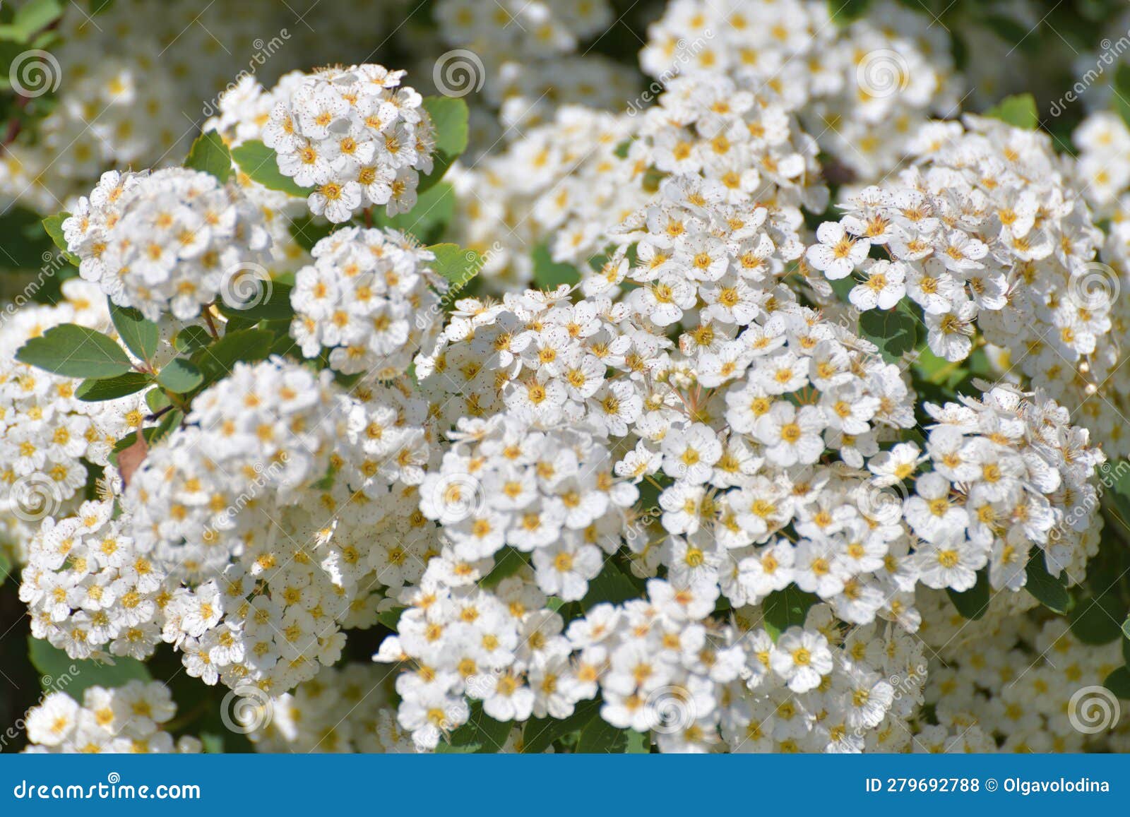 Spirea Chamaedryfolia Blooms Profusely in the Spring Stock Photo
