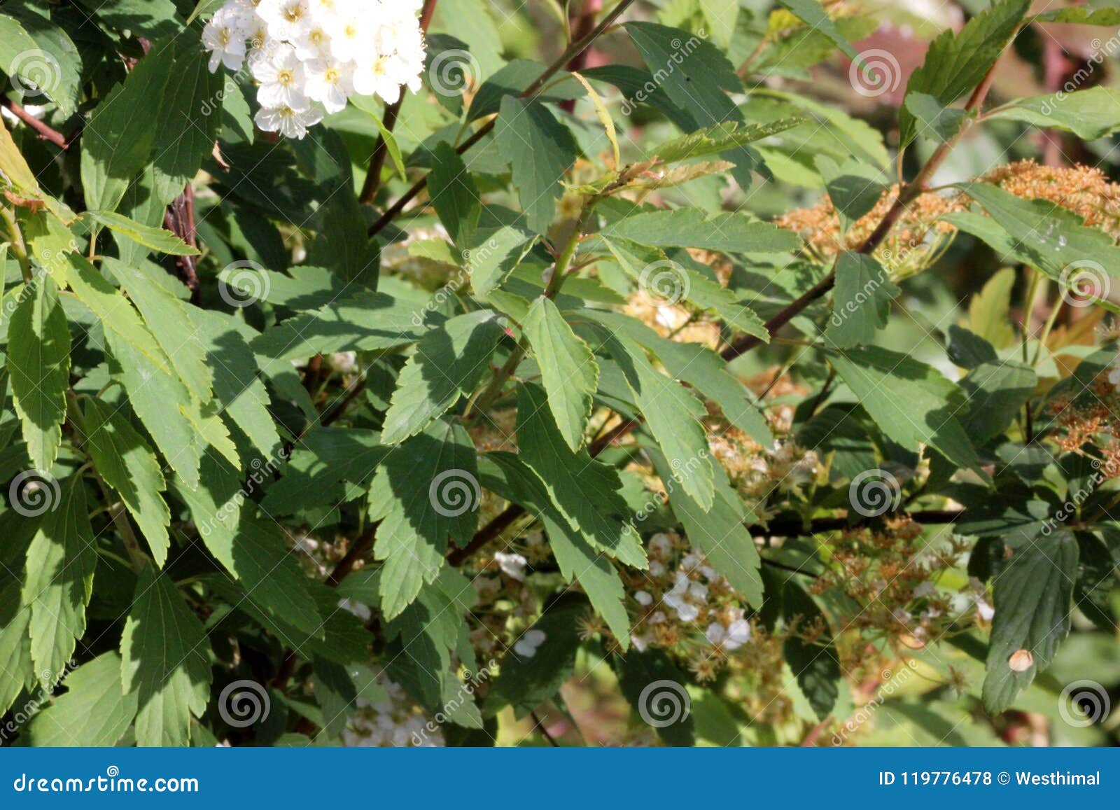Spirea De Reeves, Cantoniensis Del Spiraea, Foto de archivo Imagen de