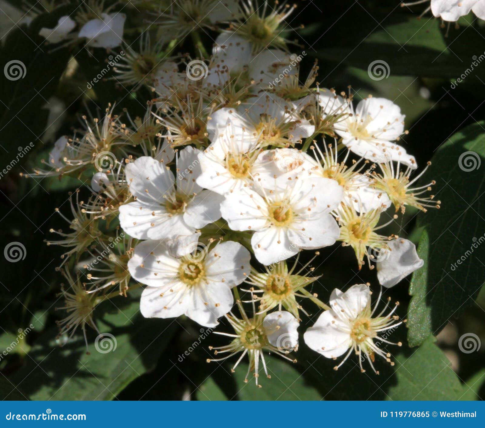 Spirea De Reeves, Cantoniensis Del Spiraea, Imagen de archivo Imagen
