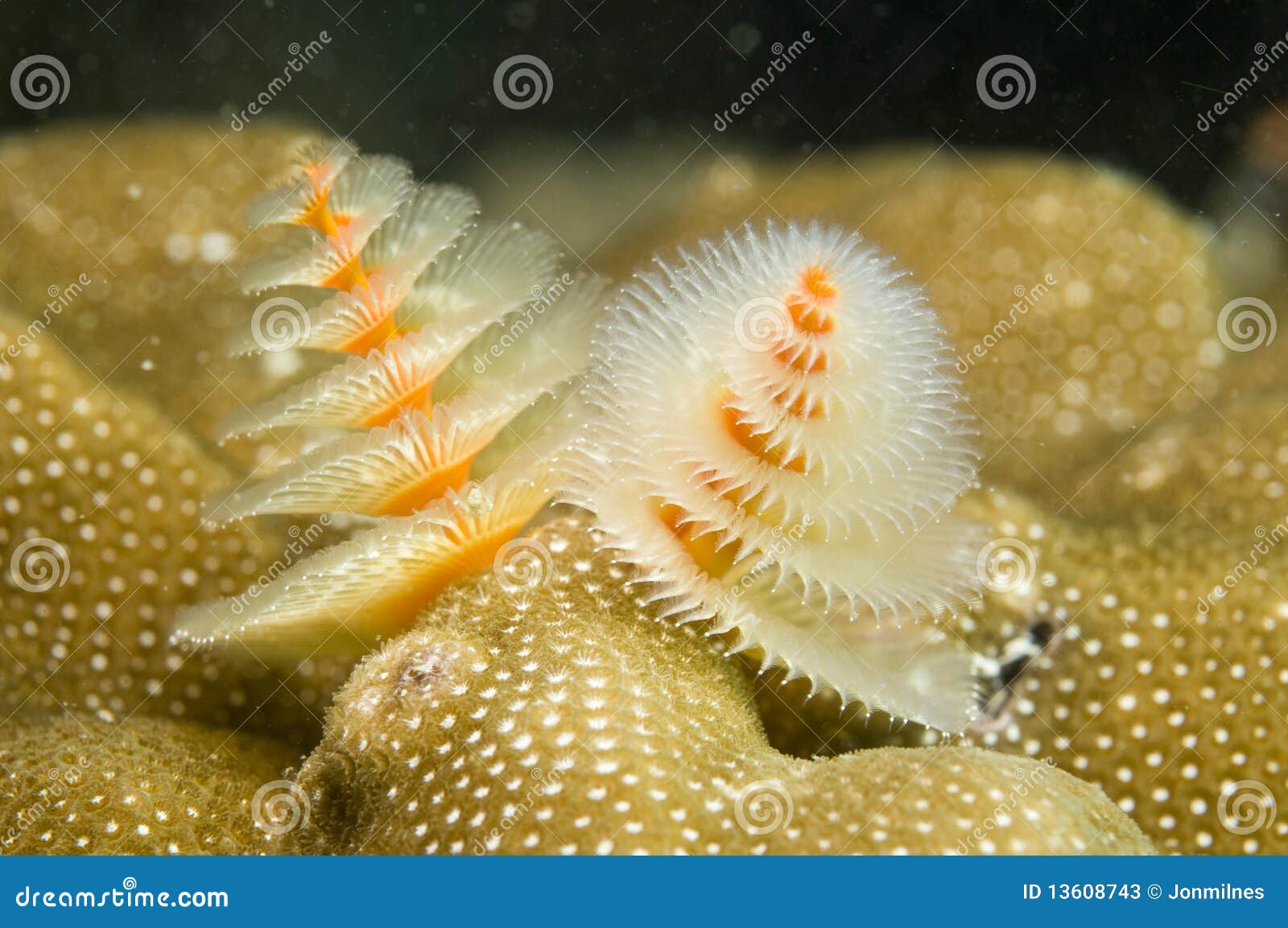 Spirobranchus Giganteus,Christmas Tree Worms, Stock Image Image of