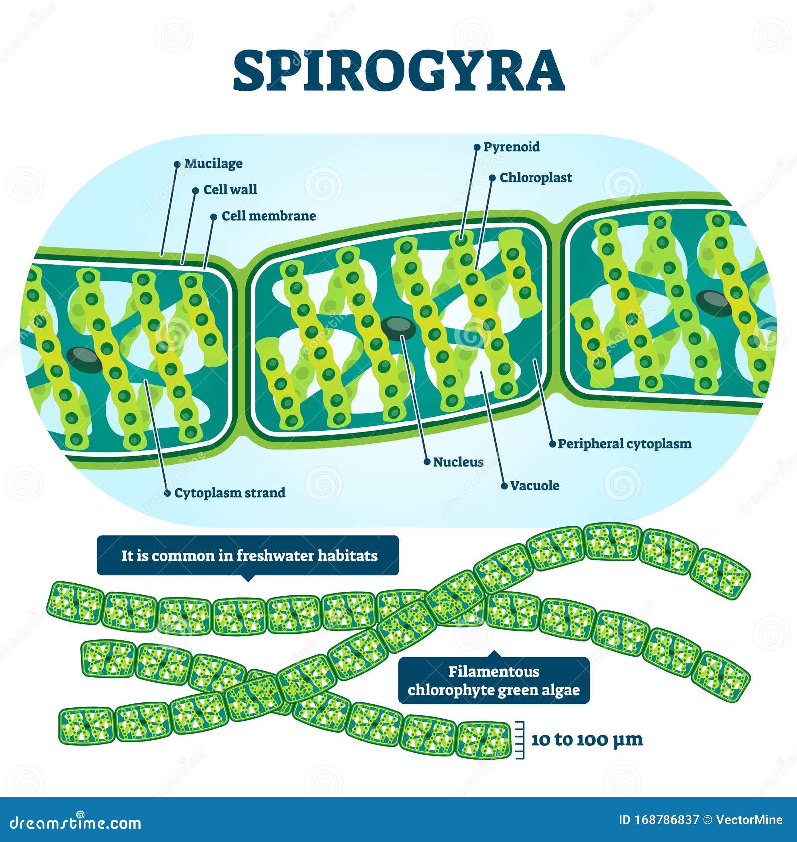 Spirogyra Vector Illustration. Labeled Educational Green Algae ...