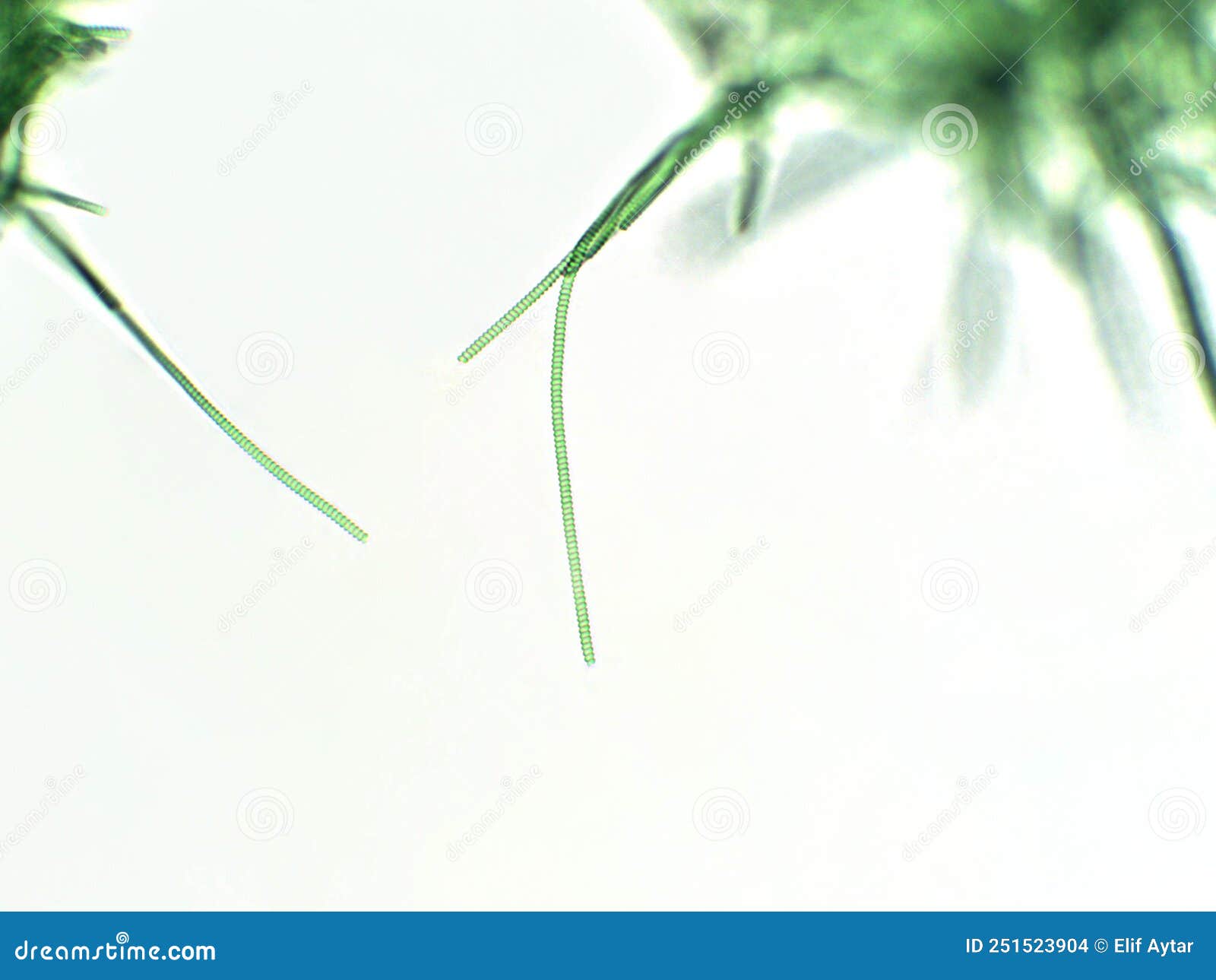 Spirulina Algae Under Microscopic View Cyanobacteria Stock Photo