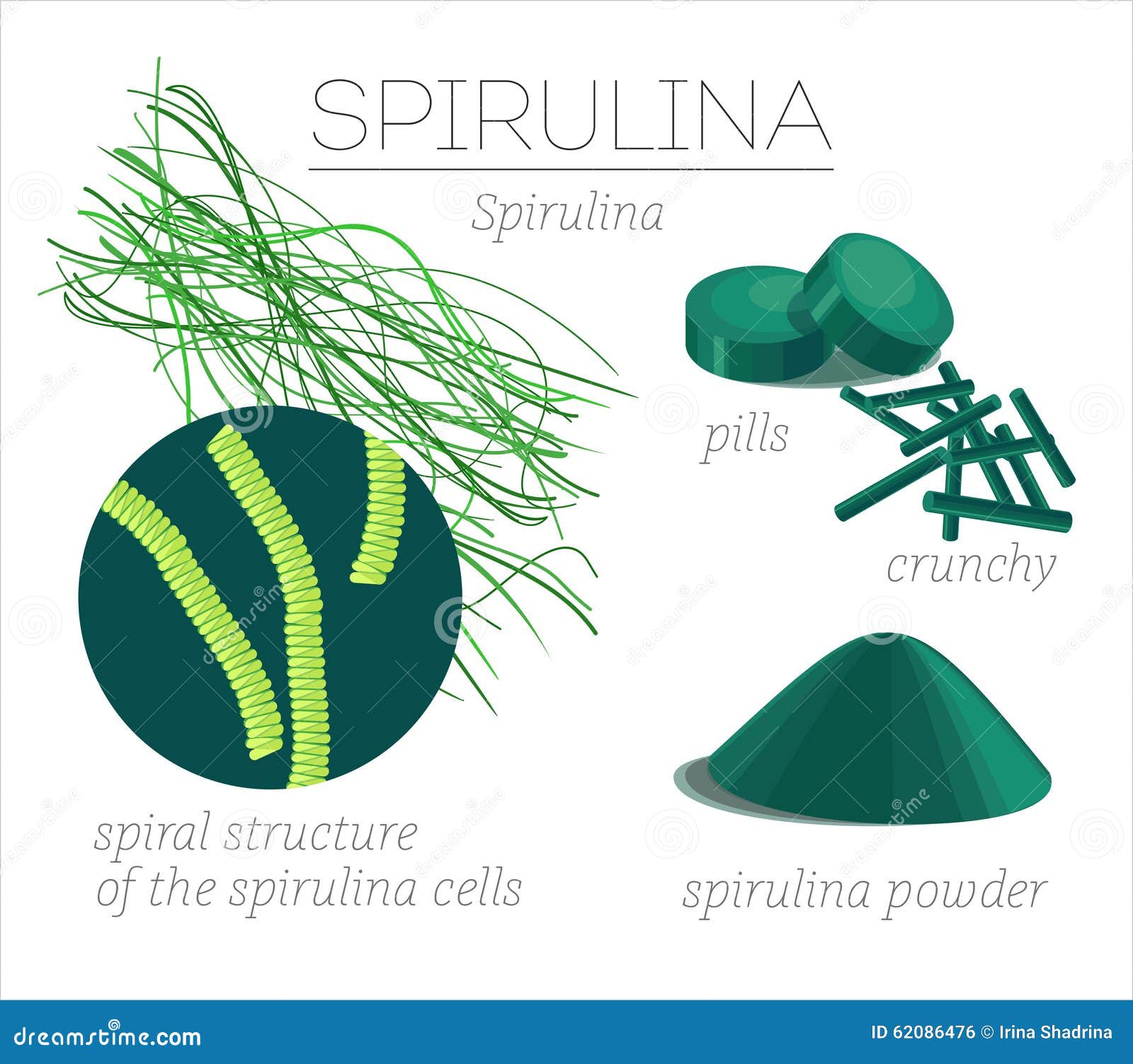 greens in powder form spirulina stock vector image 62086476 greens in powder form spirulina stock vector image 62086476