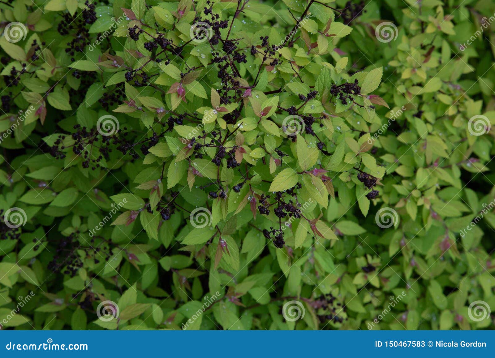 spirÃÂ©e du japon japanese spiraea spiraea japonica dakota goldcharm rosaceae garden