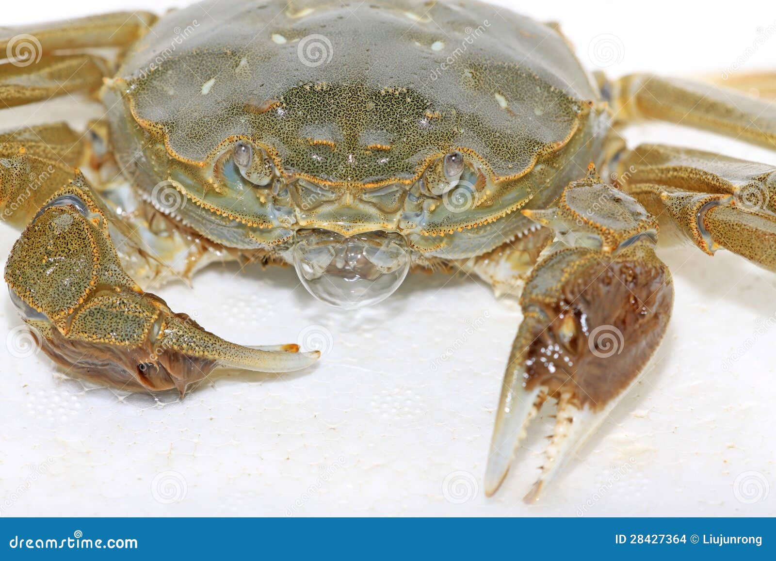 Spitting bubble of crab stock photo. Image of grey, marine - 28427364