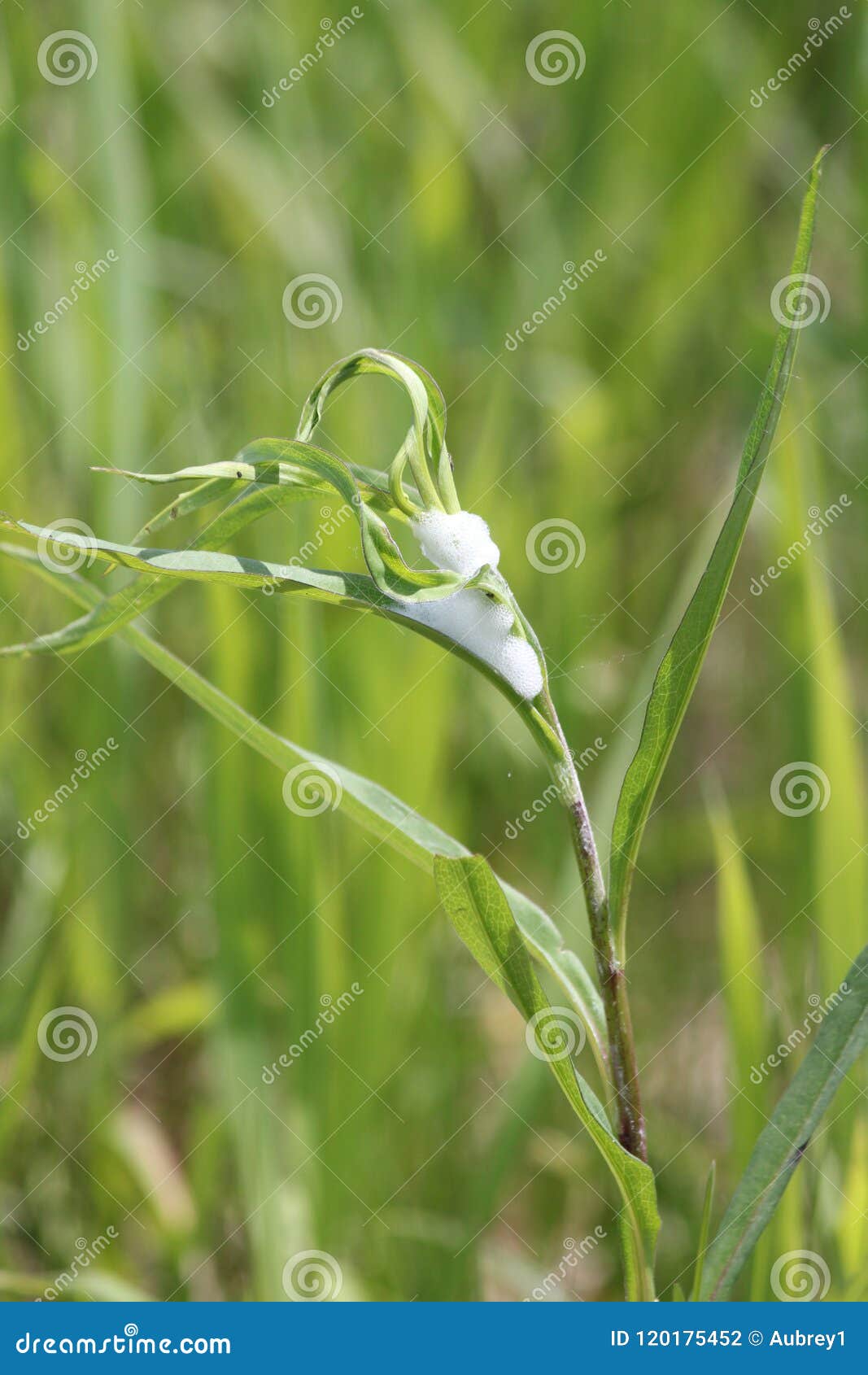 Spittle Bug Foam on Plant stock photo. Image of hidden