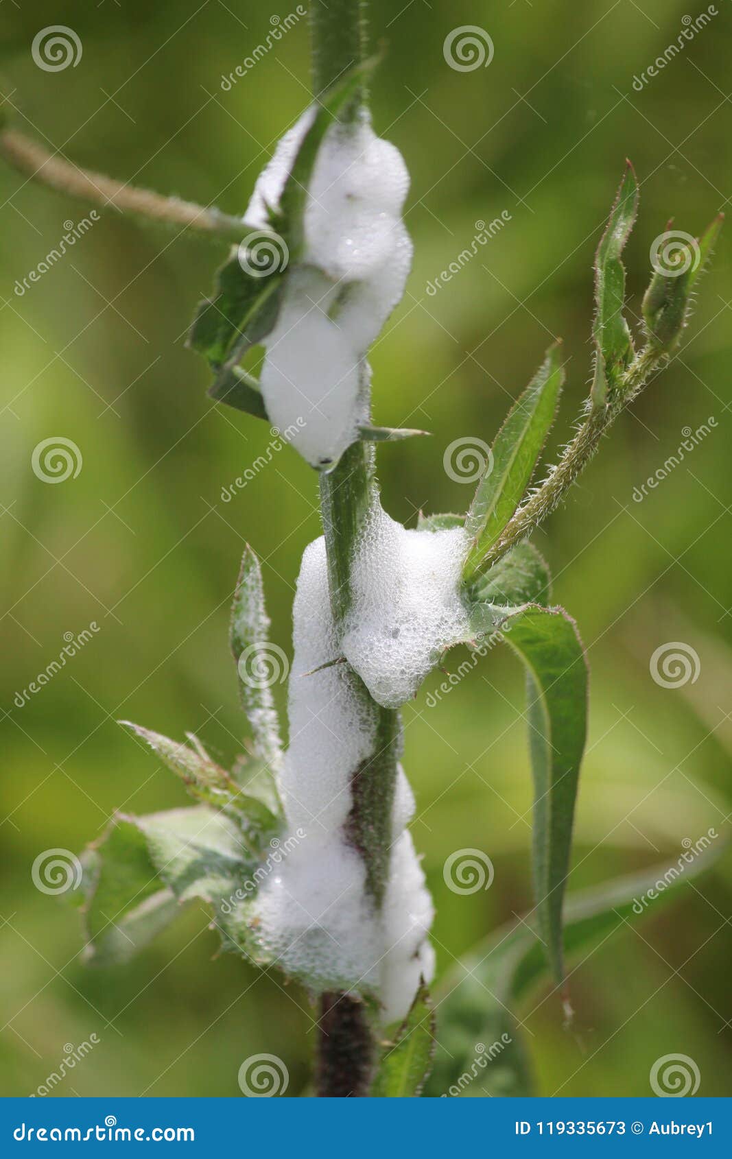 Spittlebug Foam on Plant stock image. Image of hidden