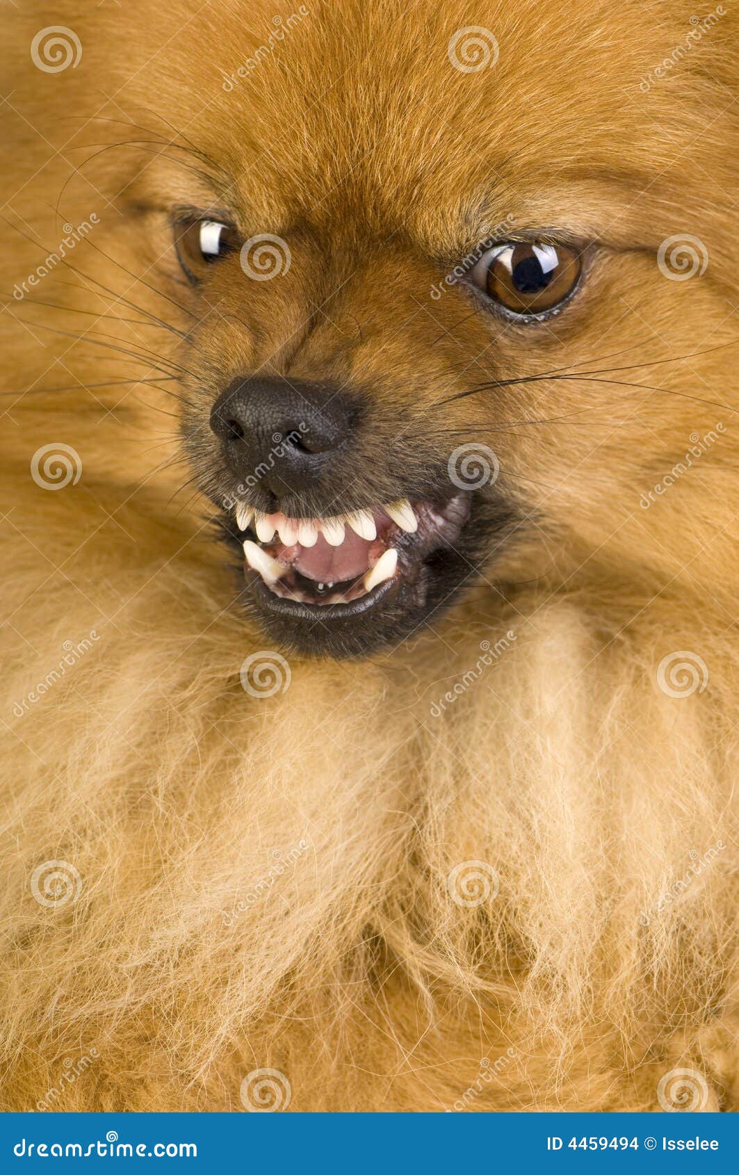 Is Pomeranian Aggressive