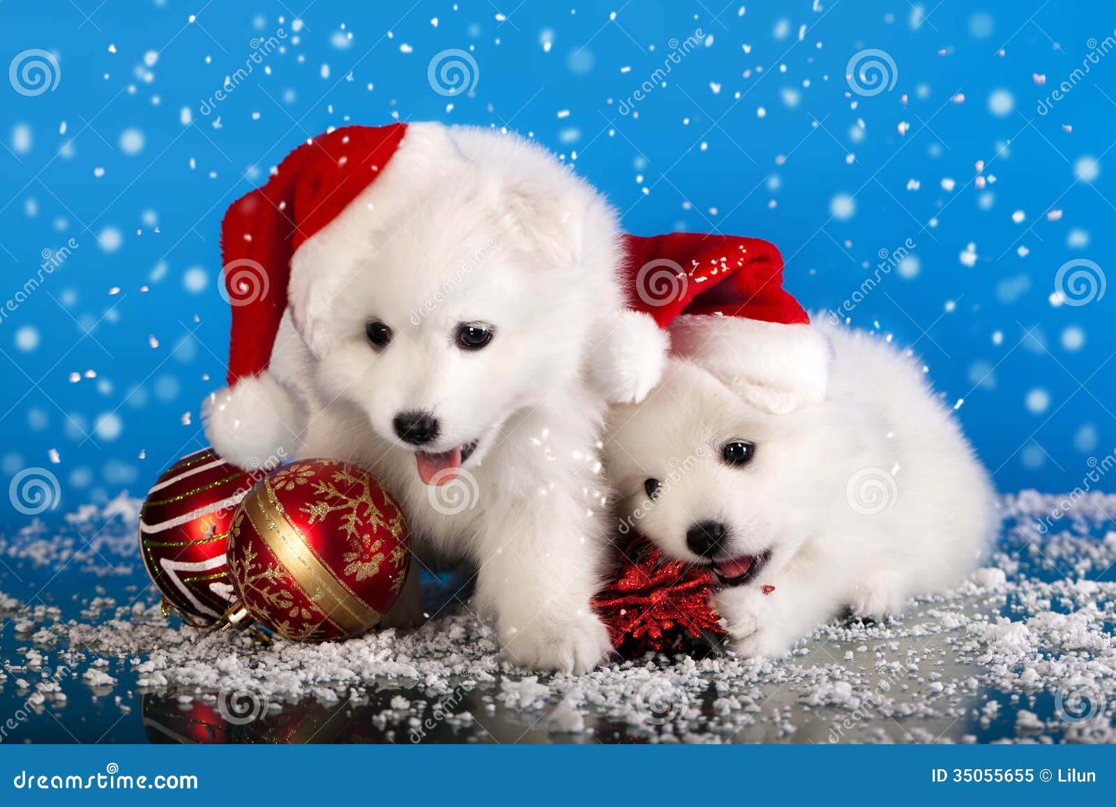 Cuccioli Natale Immagini.Spitz Dei Cuccioli Di Natale Immagine Stock Immagine Di Canino Cappello 35055655